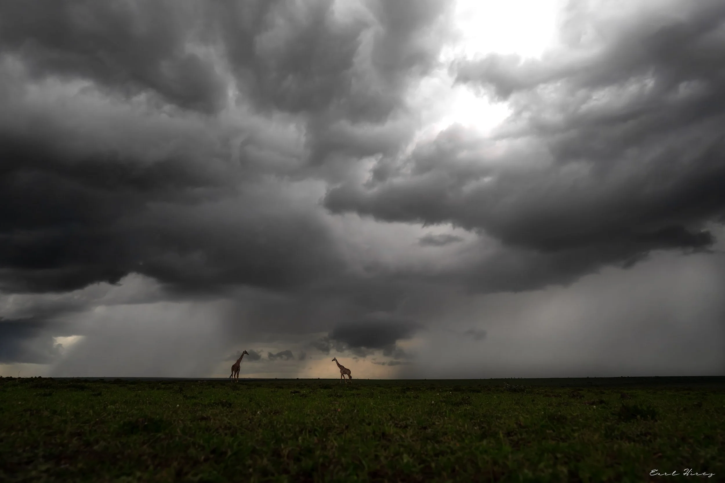 Giraffes in a Storm