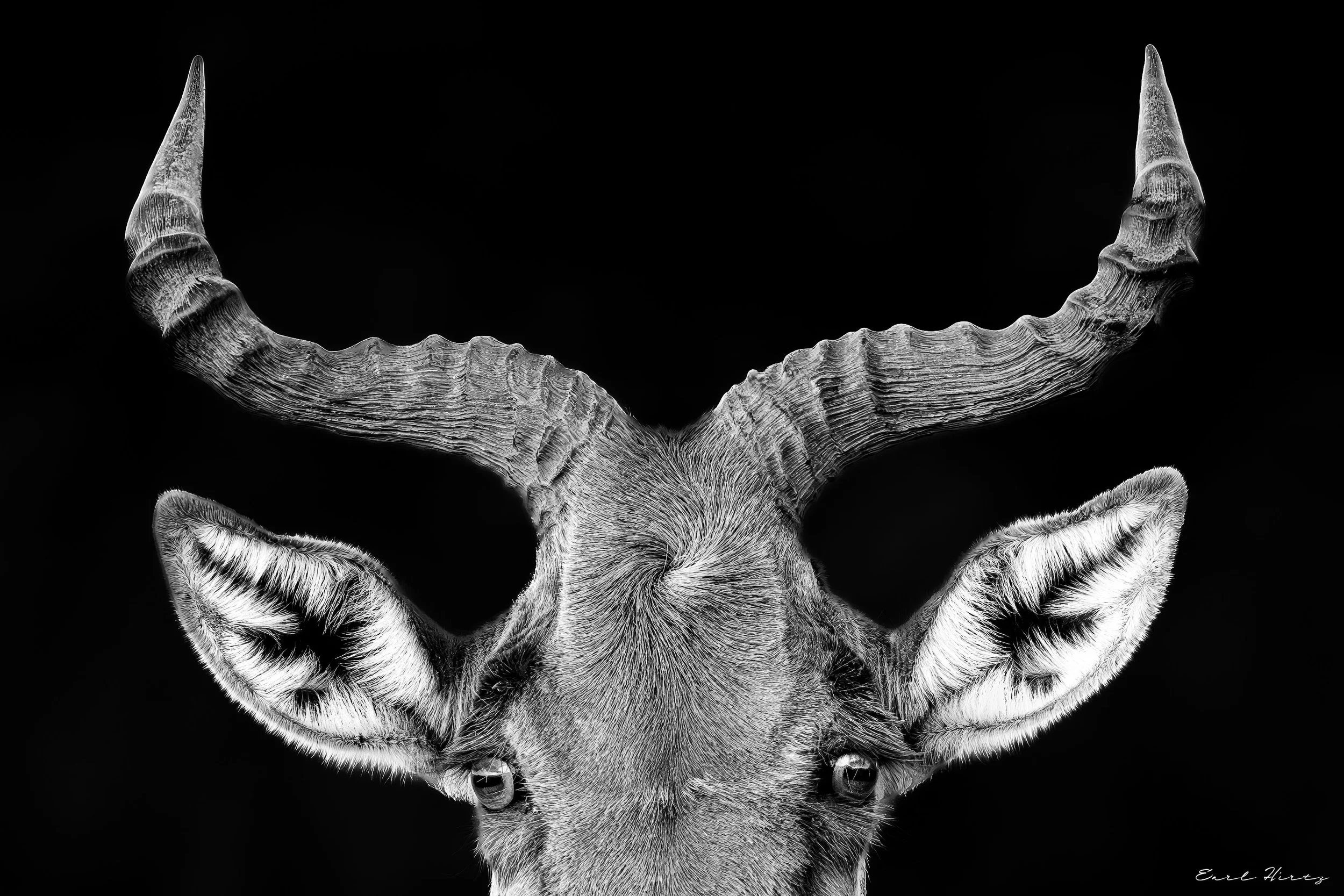 Head of the Herd