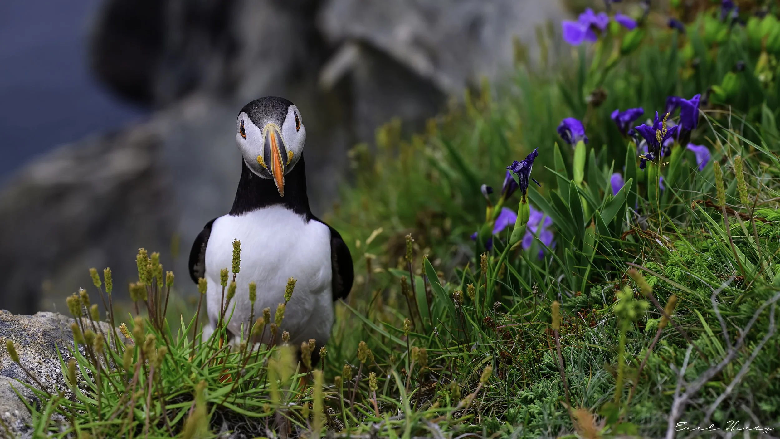 Puffin Among the Petals