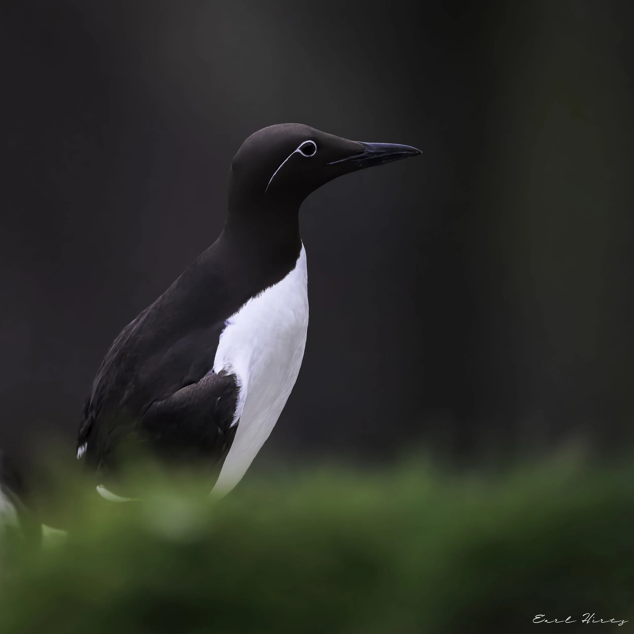 Very De-Murre