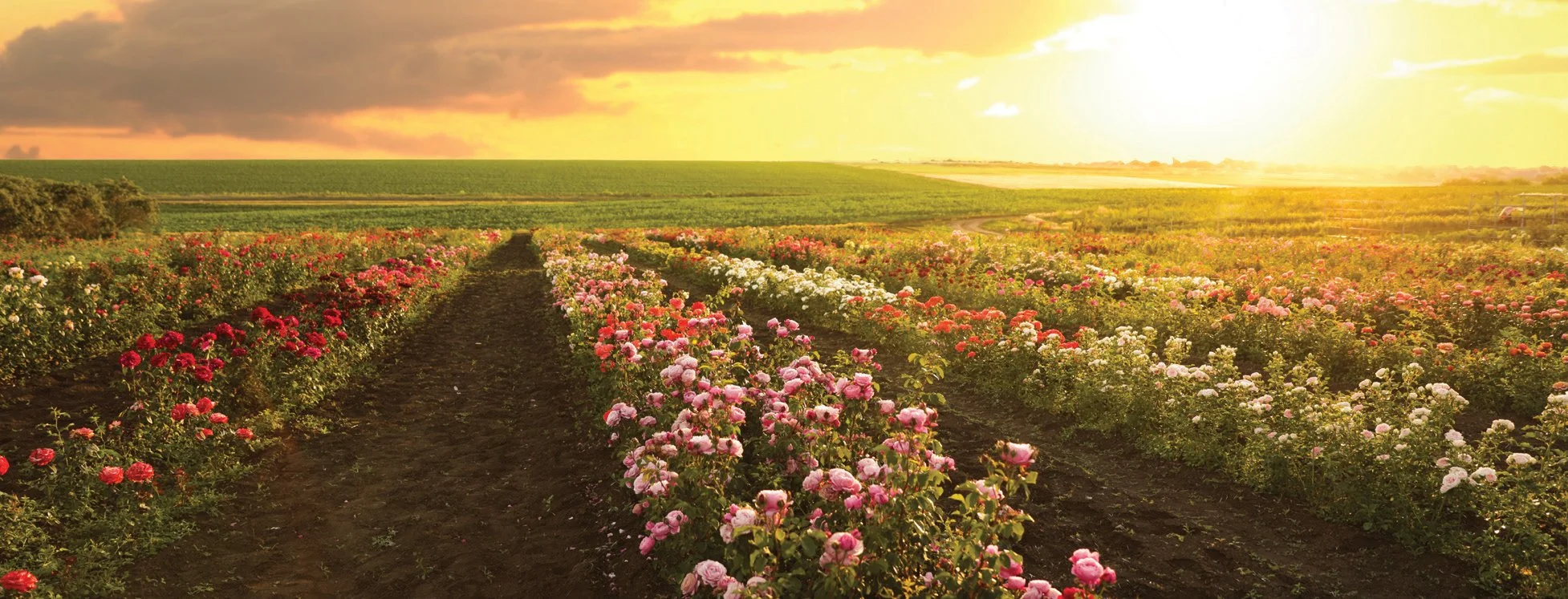 Genetic Love of Our Land