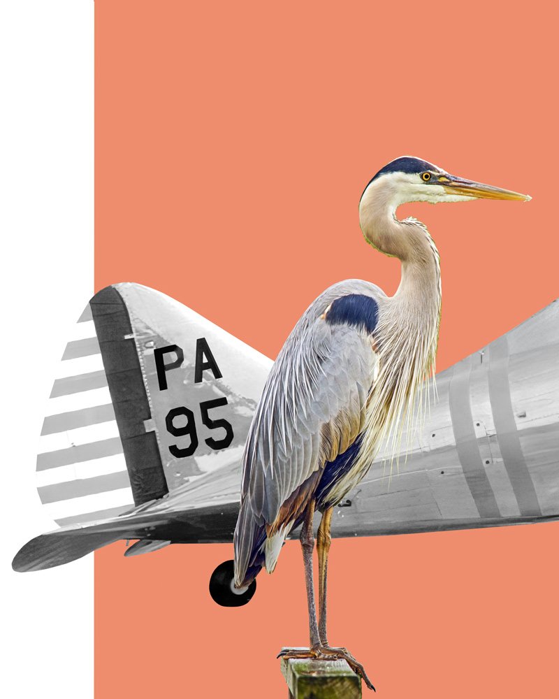 1-With-Tail Cutout section-Blue-Heron.jpg