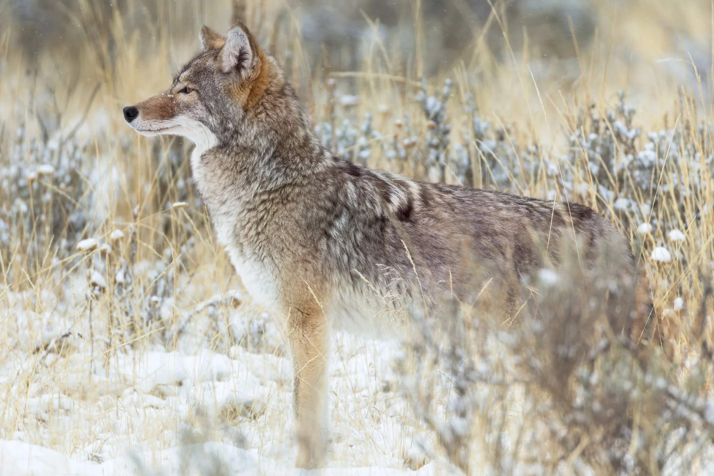 A coyote standing in a snowy field with tall, yellowish dry grass.