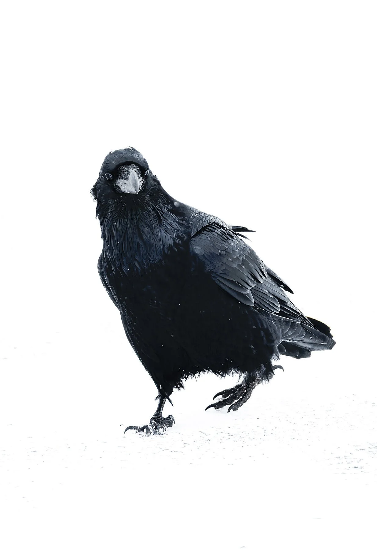 Winter Contrast (Print)