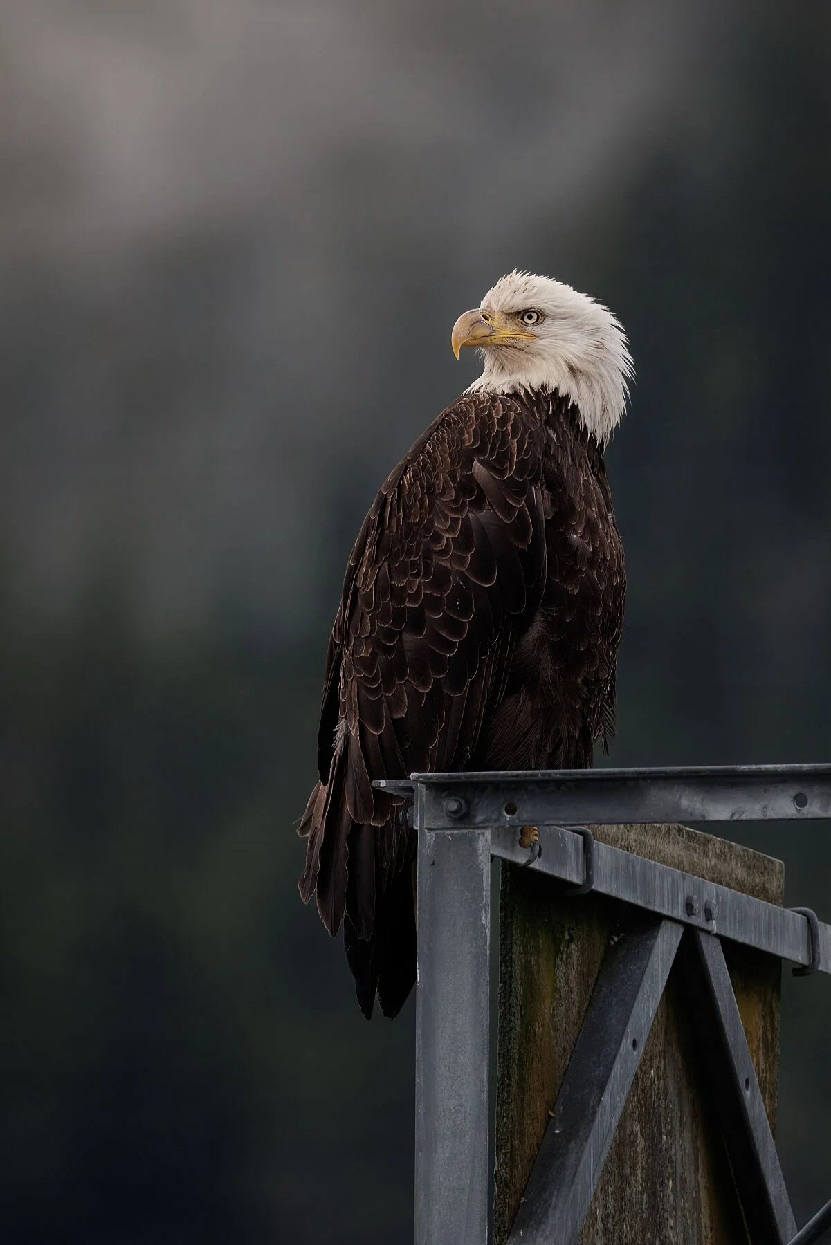 Quiet Authority (Framed)