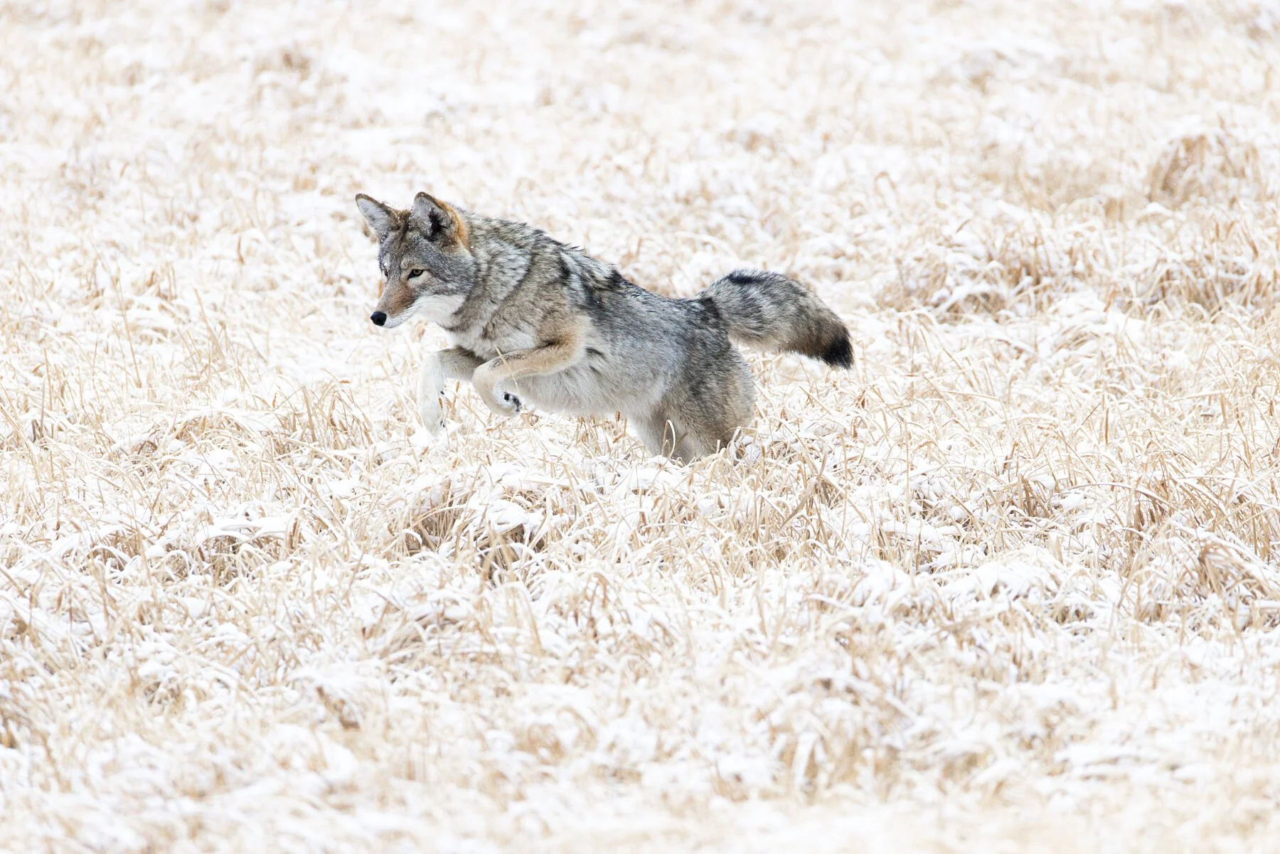 Winter Focus (Framed)