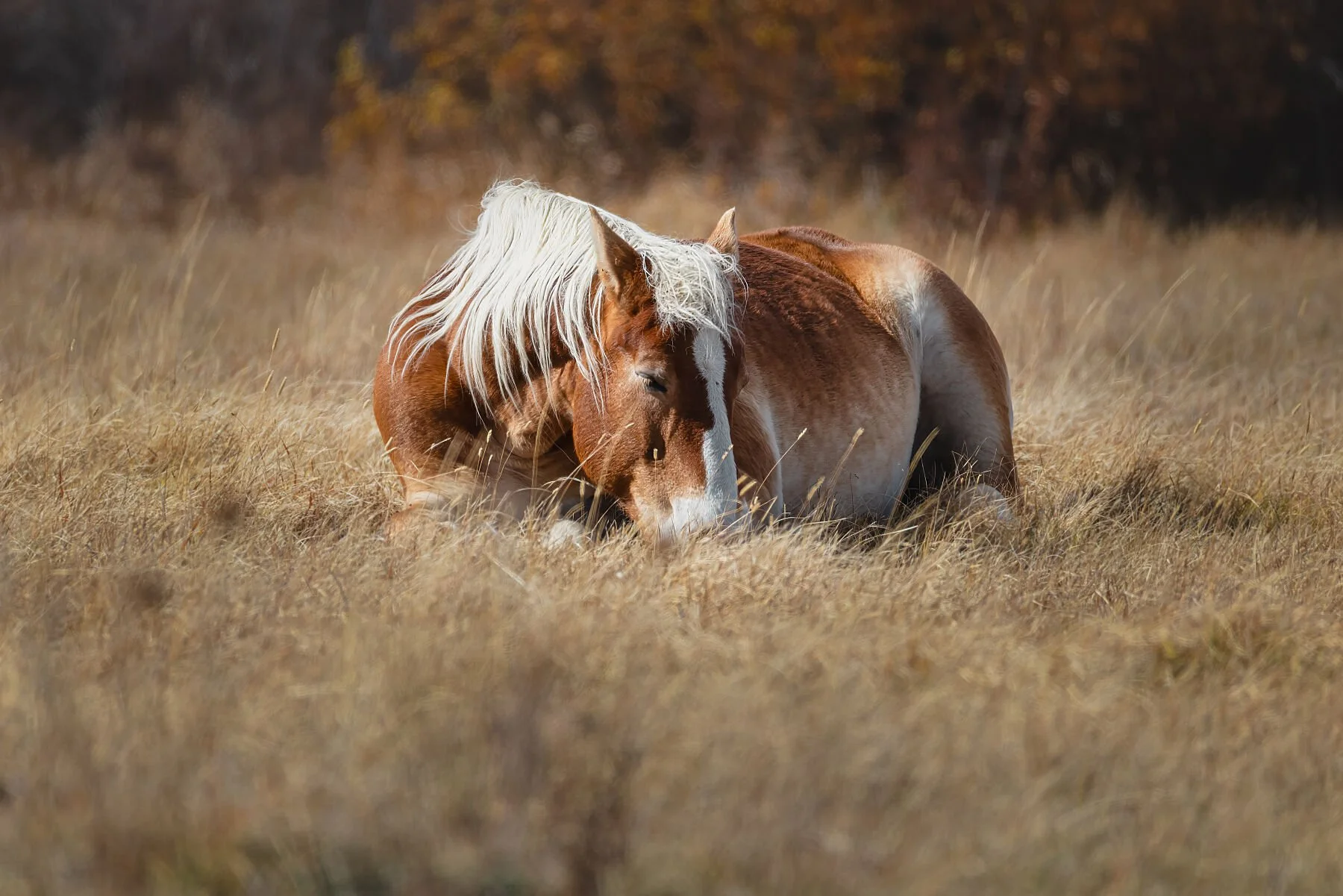 Resting Ground (Framed)
