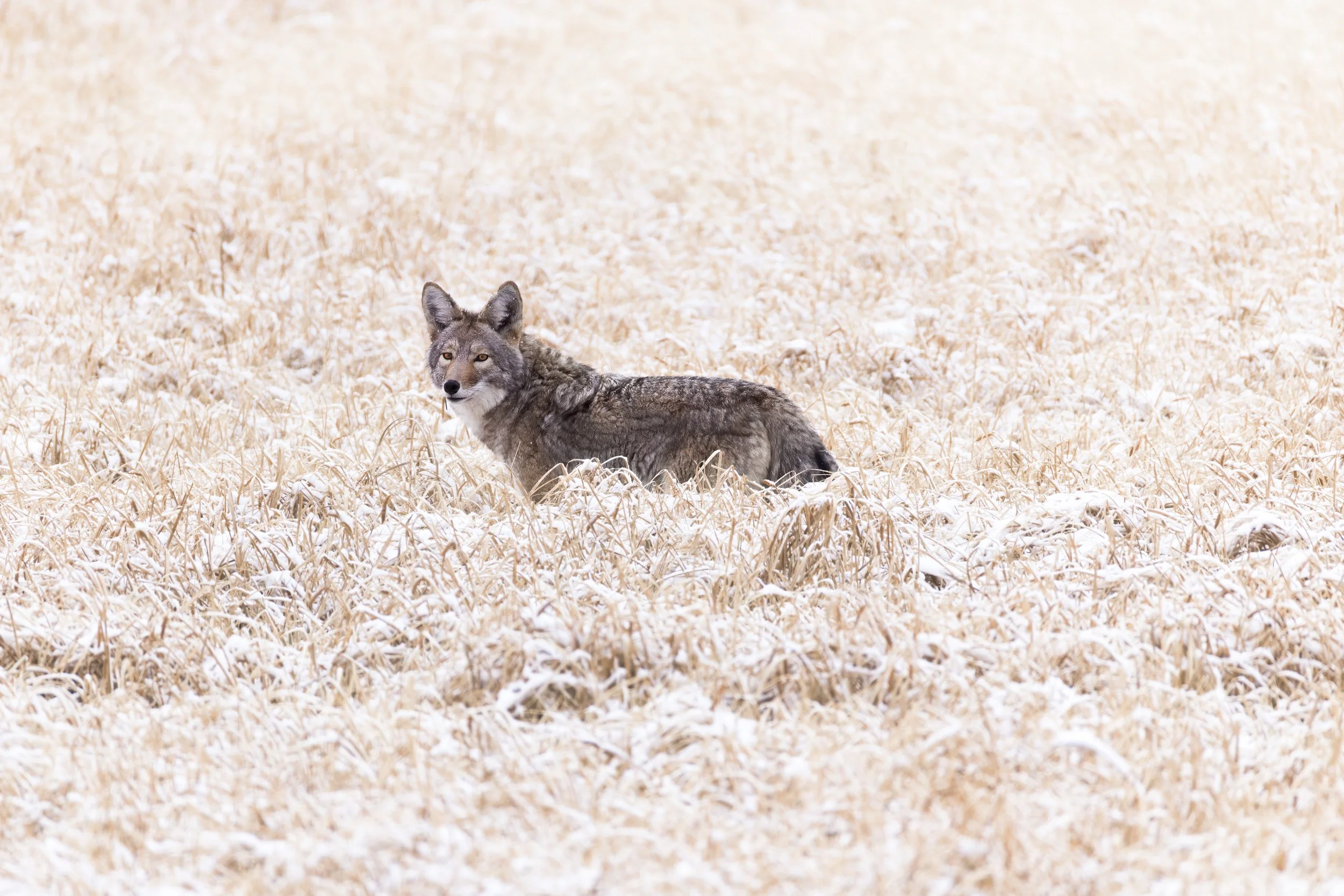 A coyote standing in a field of dry, snowy grass, looking towards the camera