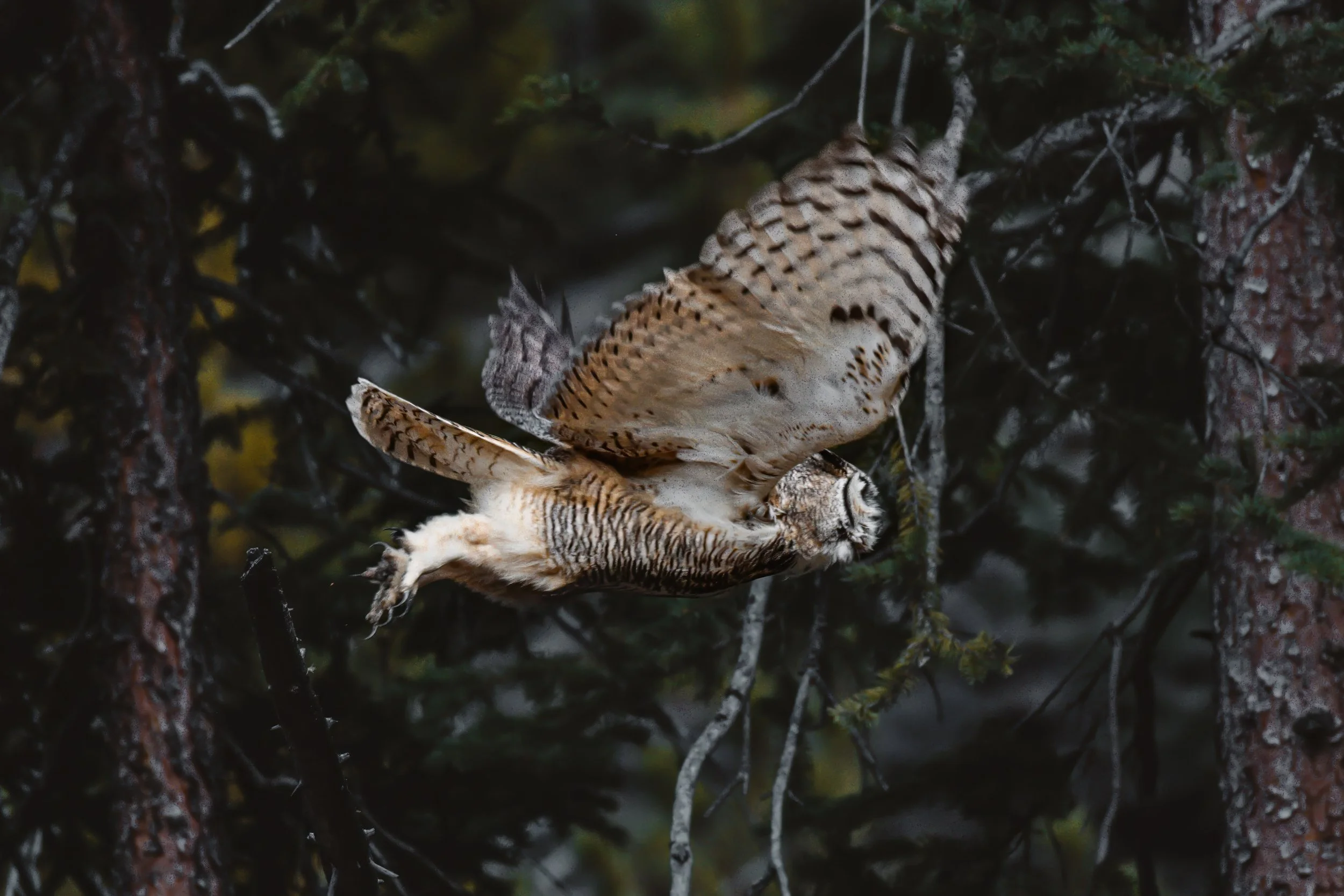 A great horned owl in flight among tree branches in a forest setting.
