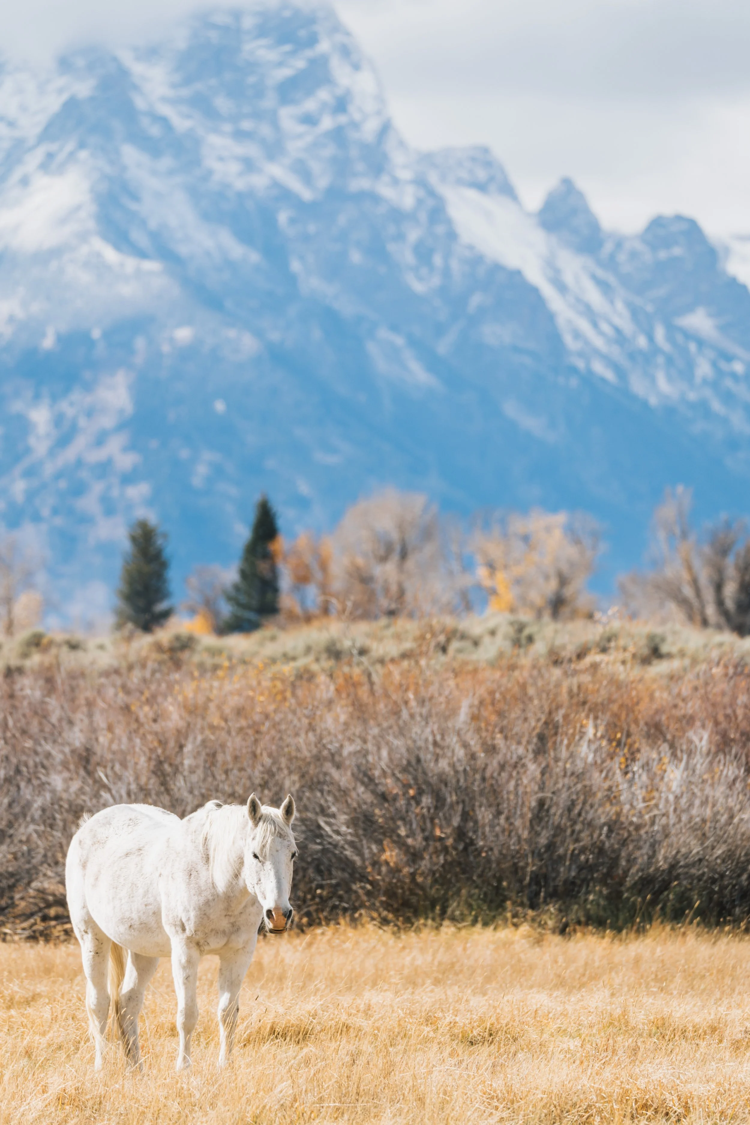 A white horse standing on a grassy field with trees and mountains in the background.
