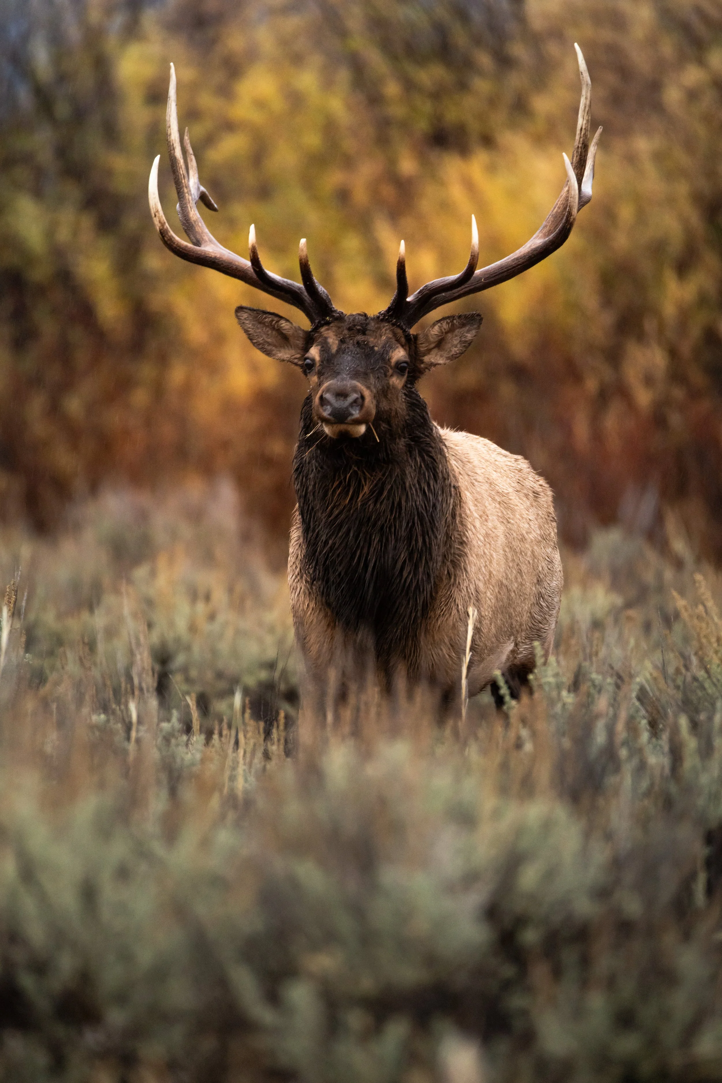 A large elk with impressive antlers standing in a natural setting with autumn-colored foliage in the background.