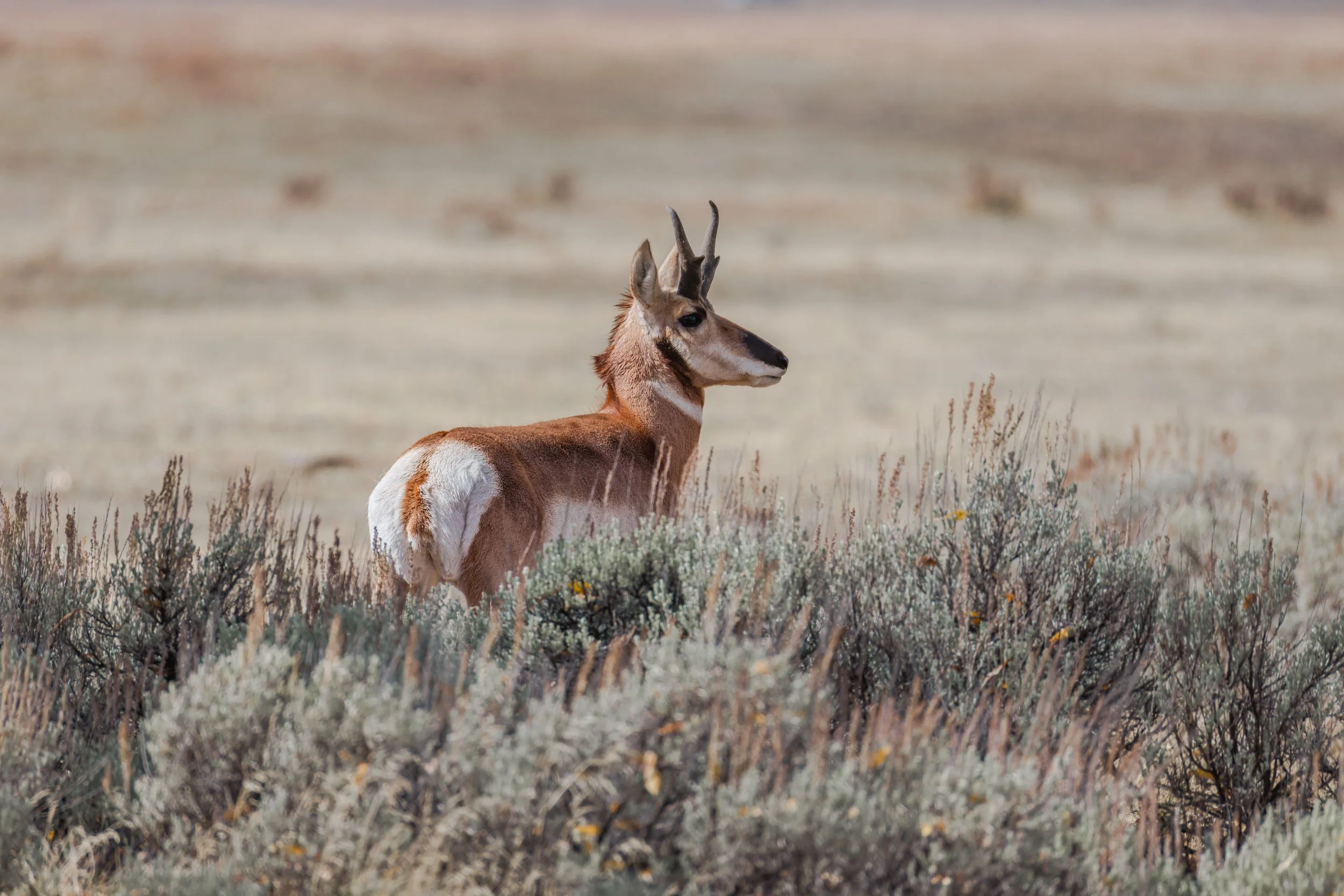 A pronghorn antelope standing among desert shrubs in an expansive open plain.