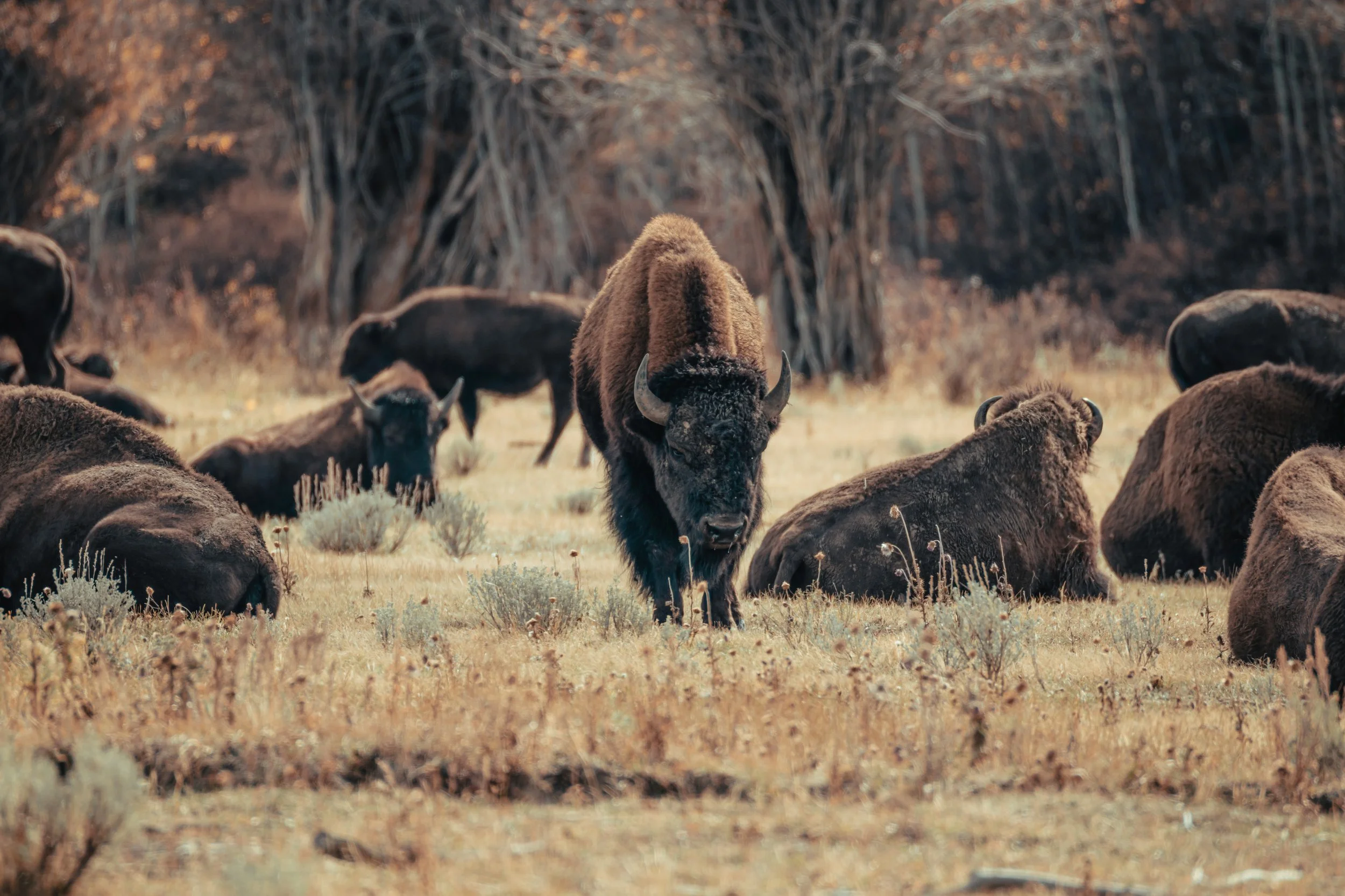 A herd of bison resting on a grassy plain with a bison walking towards the camera in the center, surrounded by trees.