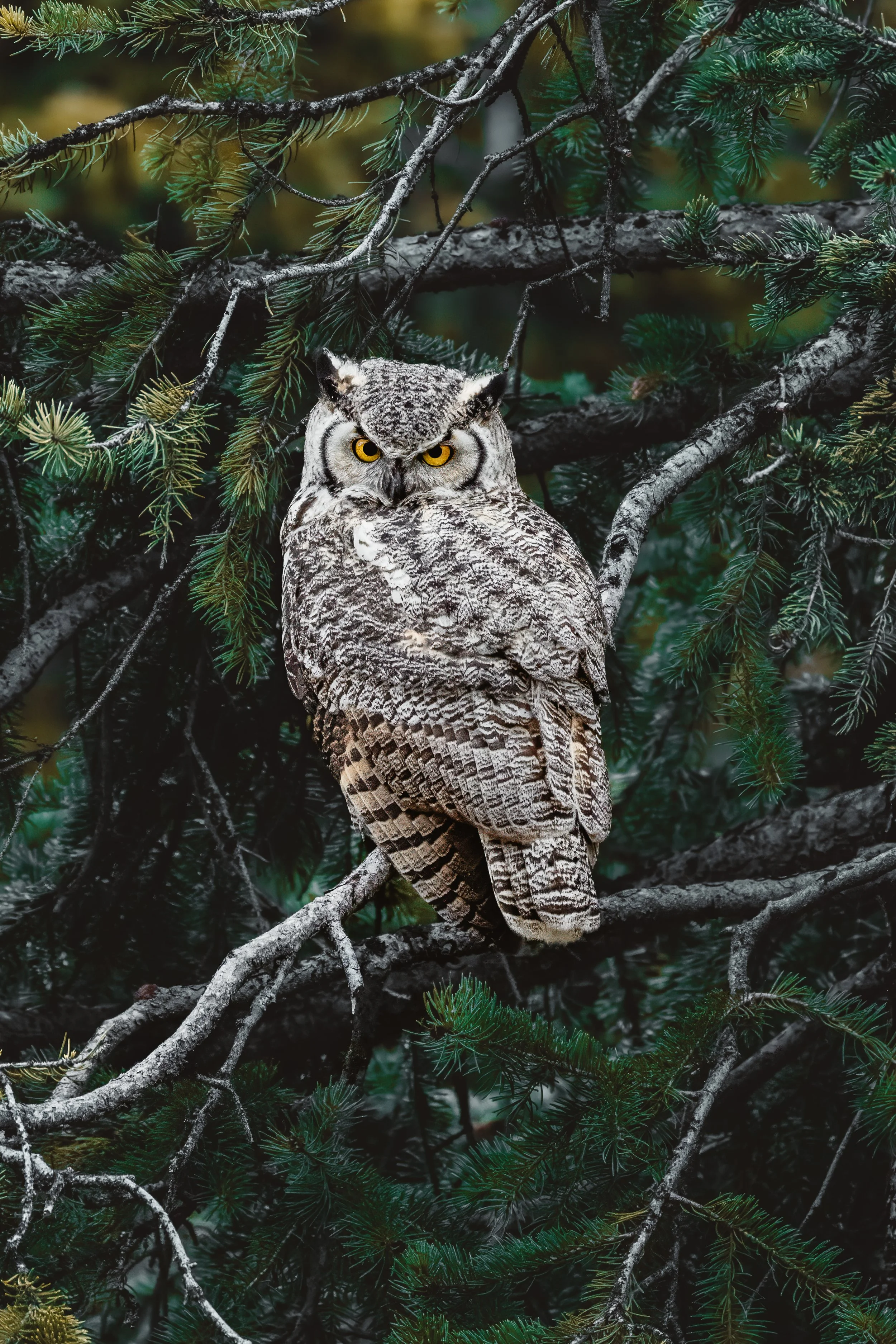 An image of a Great Horned Owl perched on a tree branch, surrounded by pine tree branches.
