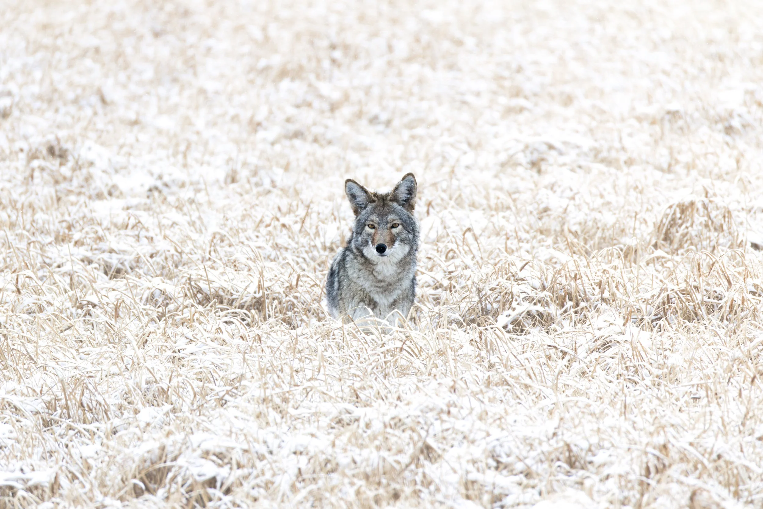 A coyote sitting in a snow-covered grassy field.