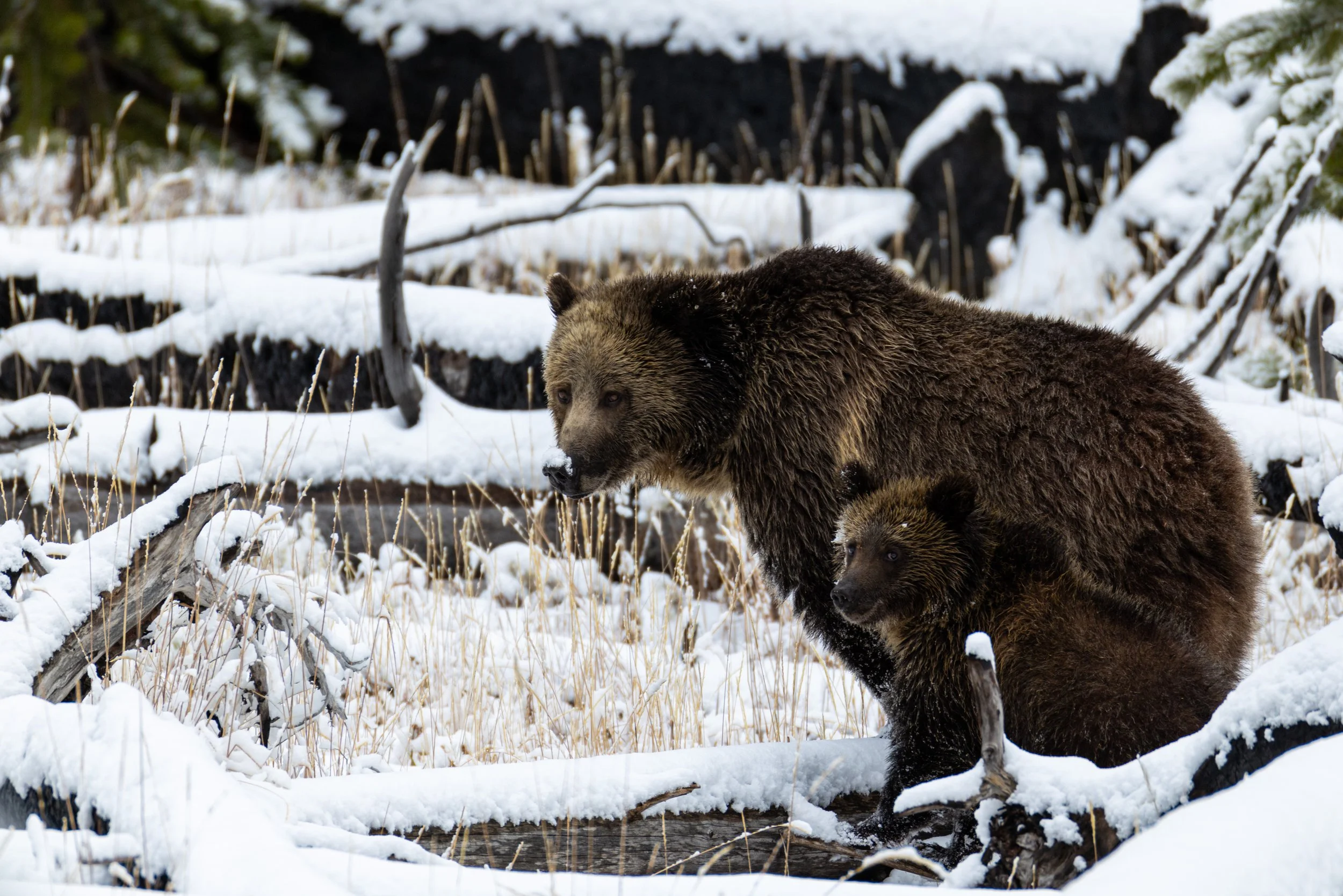Two bears, a mother and cub, sitting in a snowy landscape with snow-covered branches and dried grass.