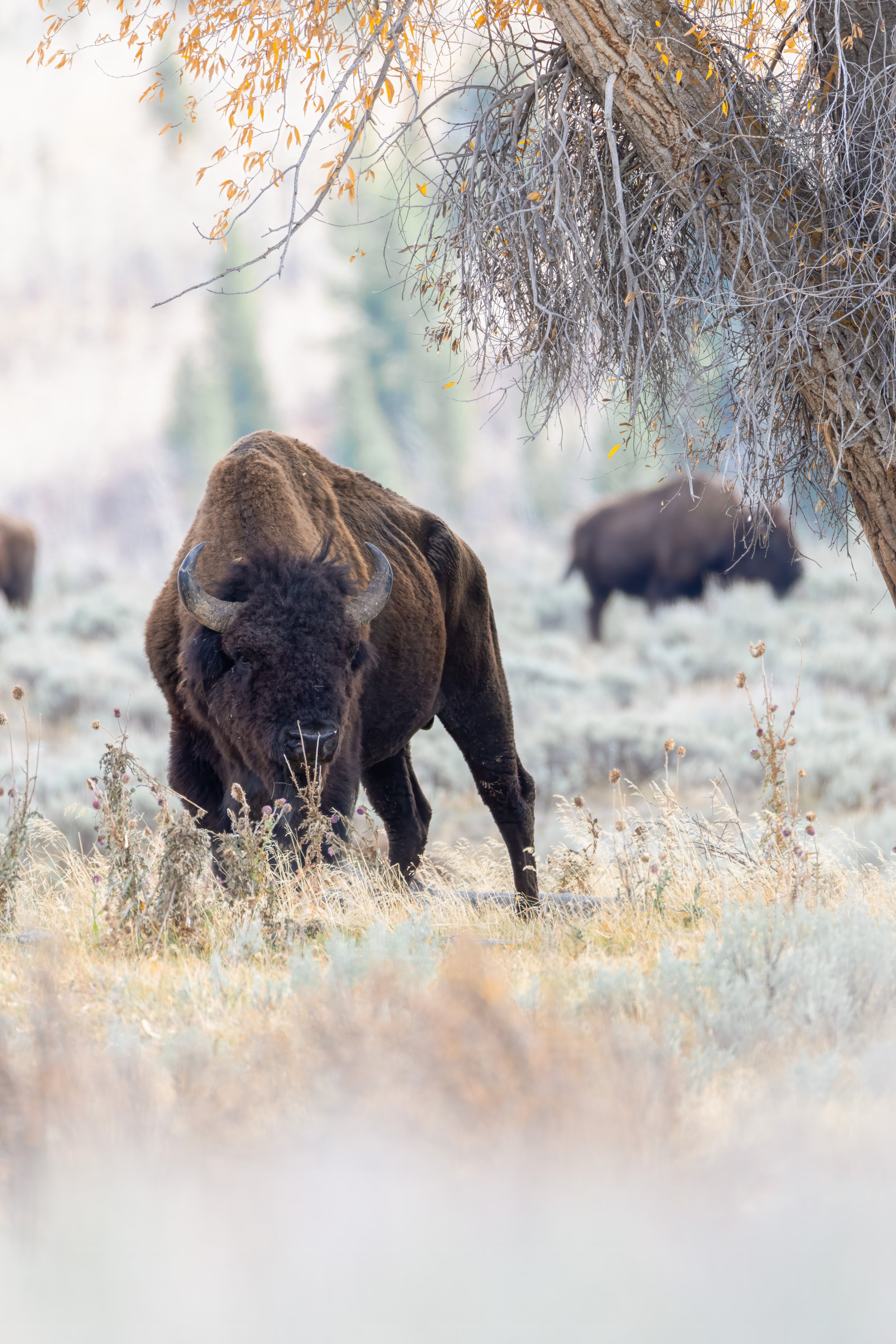 A bison standing under a tree in a grassy field, with more bison in the background on a light, misty morning.