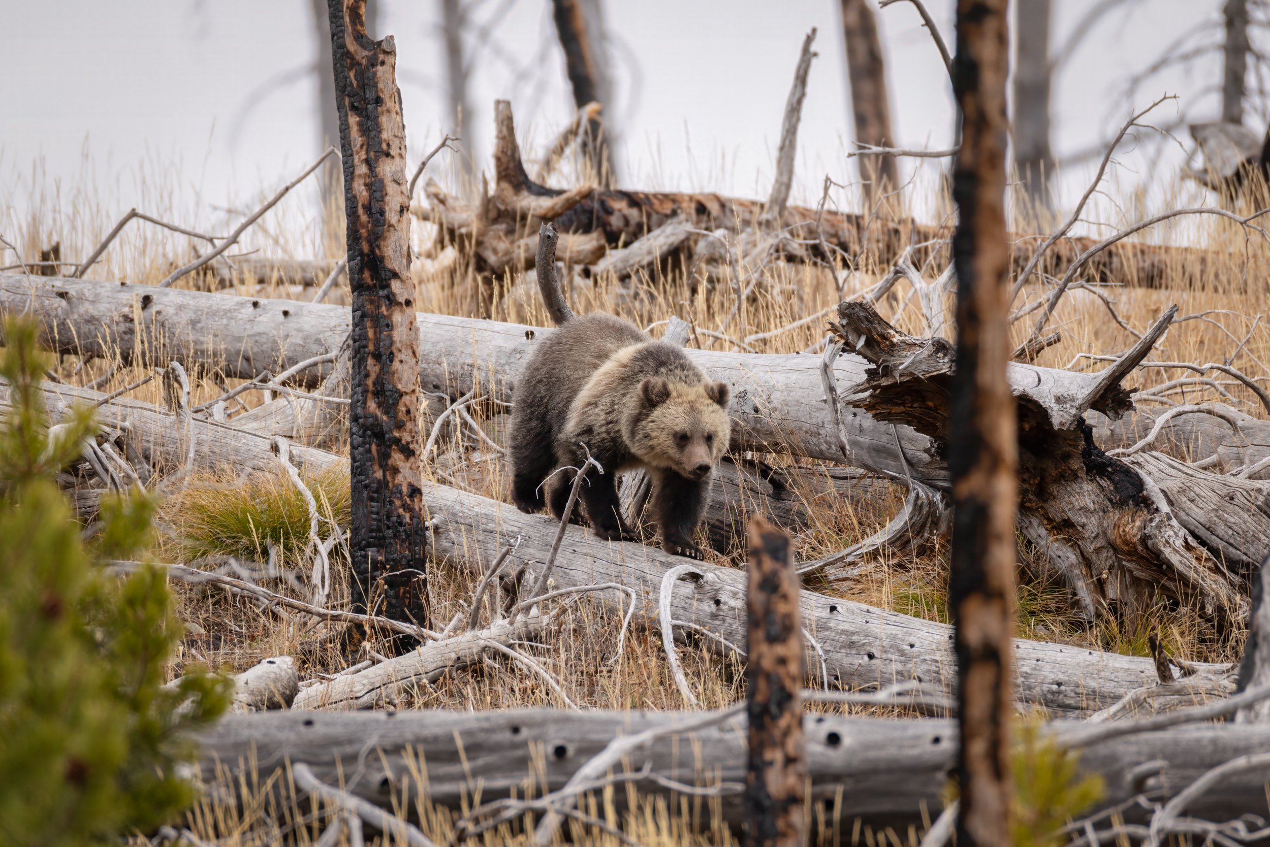 A brown bear walking on fallen trees amidst a dry, grassy forest landscape with sparse trees and branches.