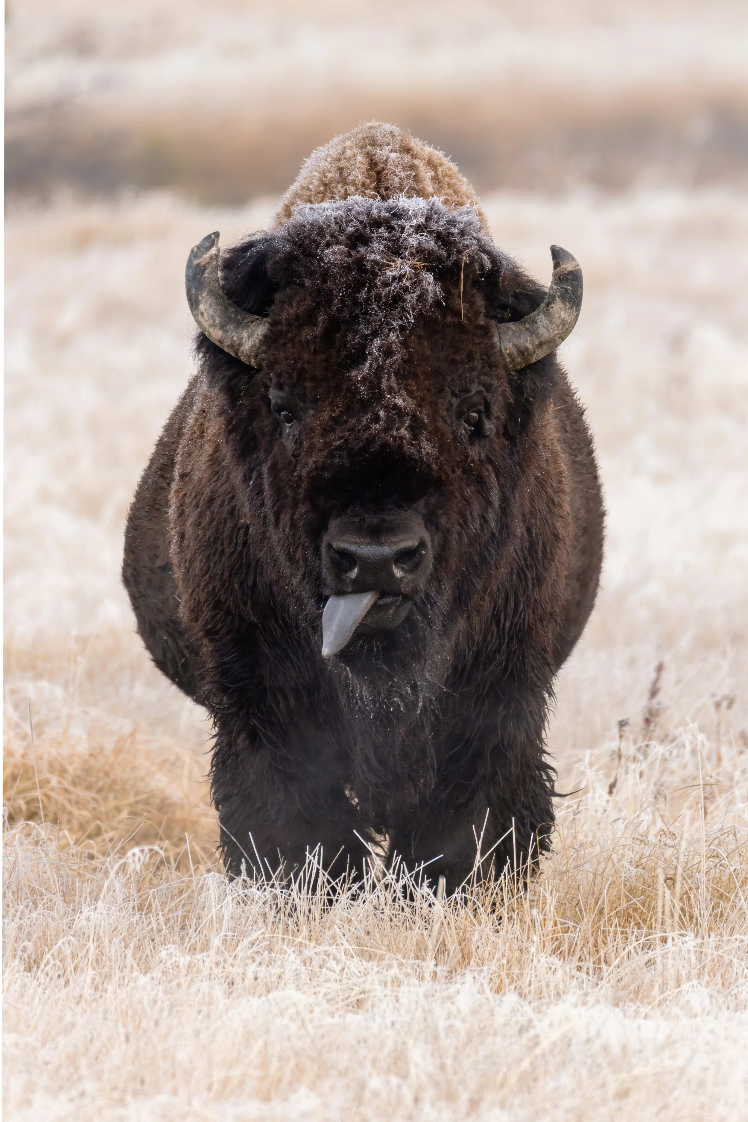 A large bison standing in a grassy field with its tongue out.