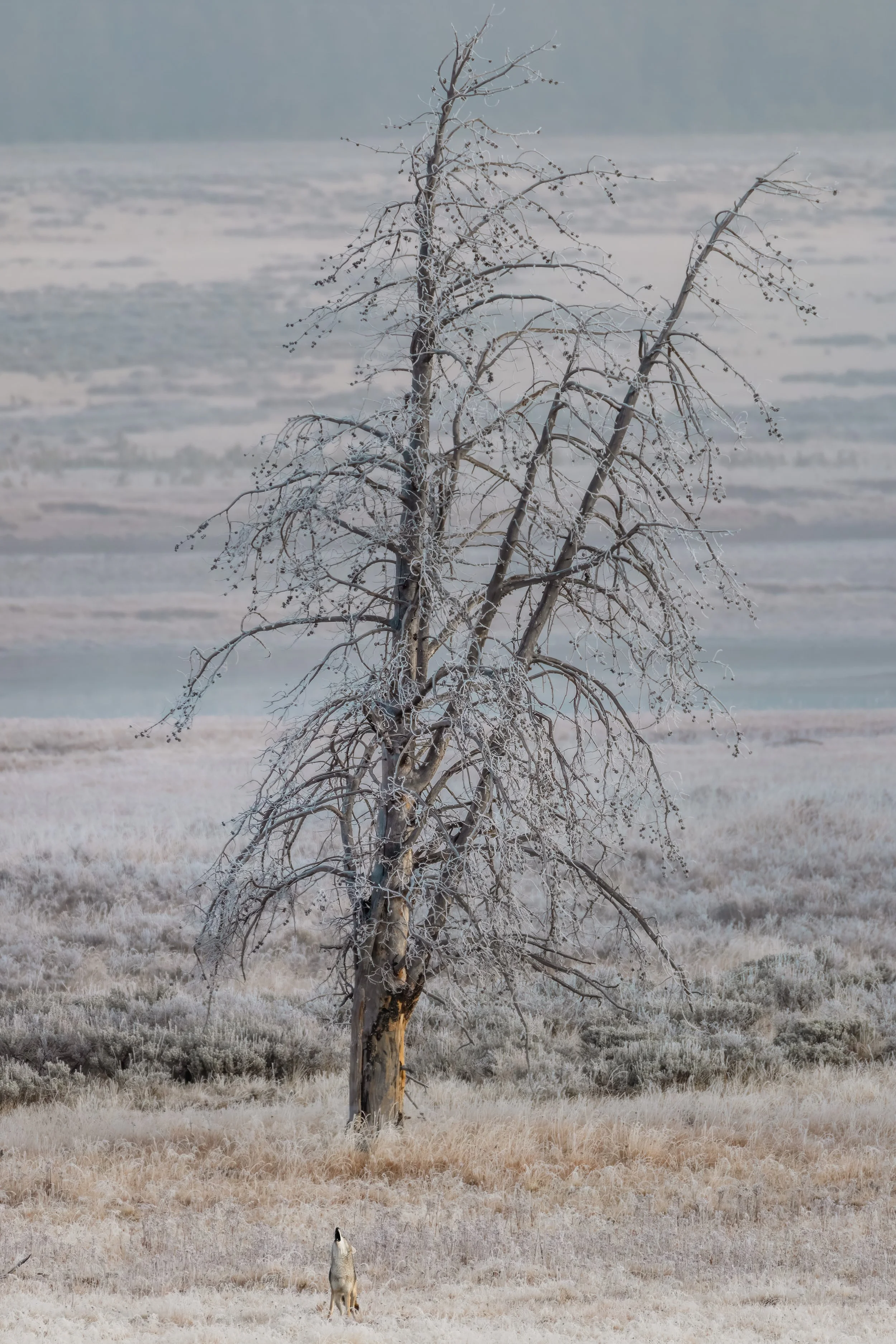 A leafless tree covered in frost standing in a frosty landscape with a coyote wolf at its base.
