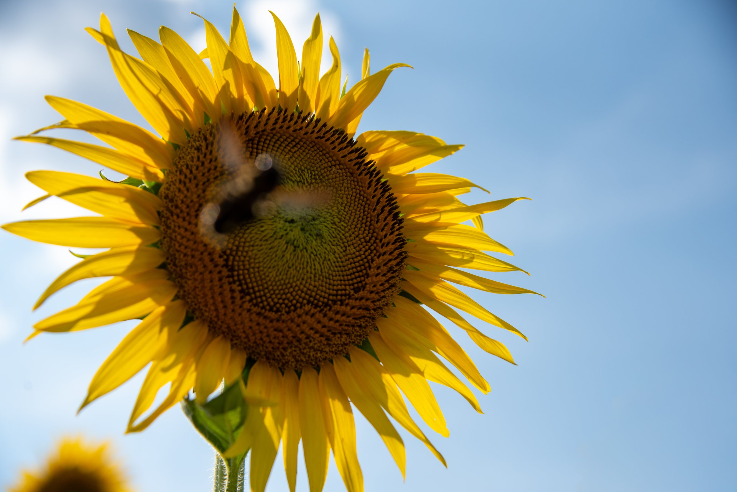A bright yellow sunflower against a soft blue sky, with a bee in flight over its center and more sunflowers blurred in the background.