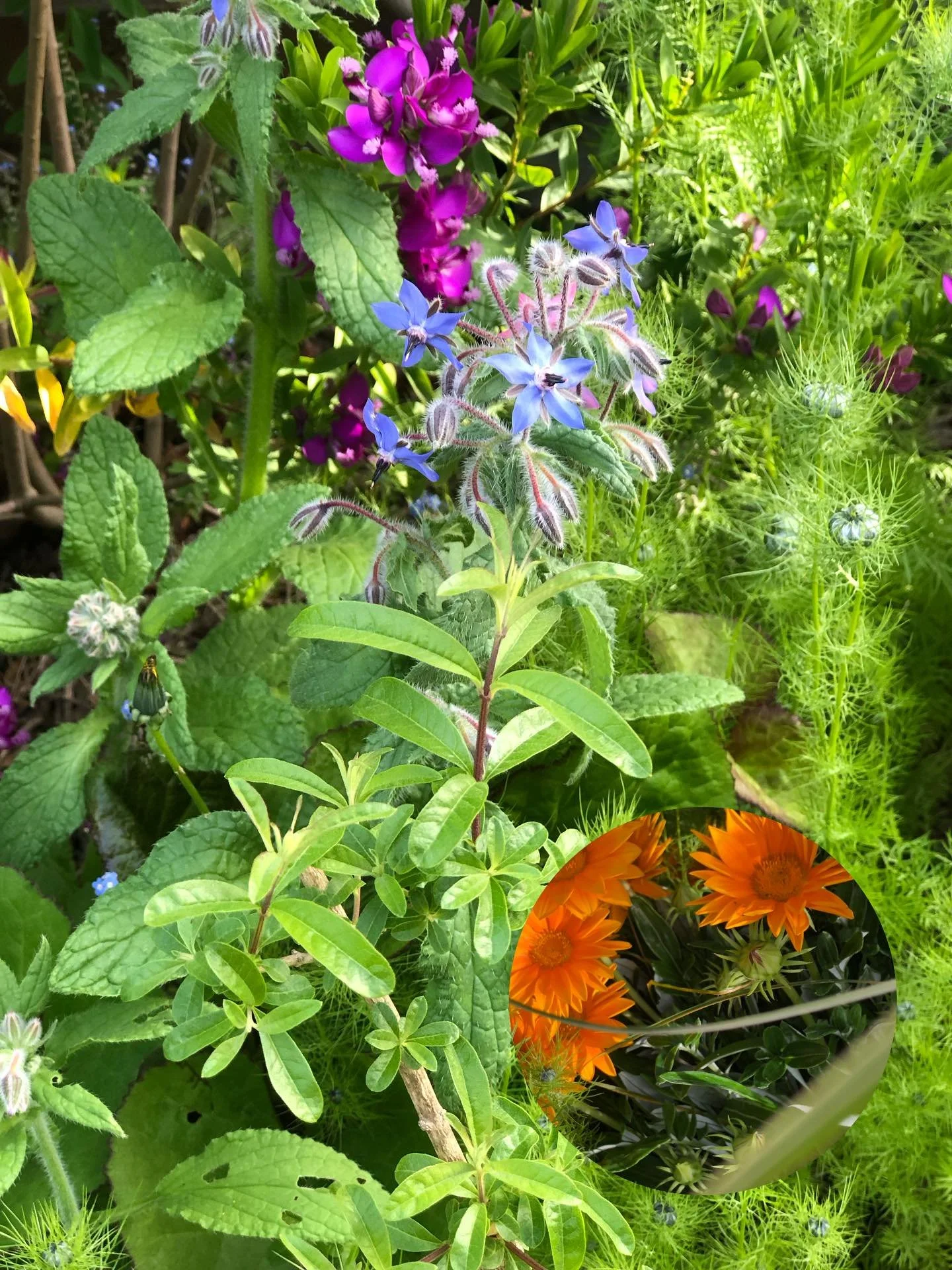 It&rsquo;s a busy time  here getting a new vegetable garden established, tweaking flower beds and spending some time in the studio. To reflect our local garden festival Garden Marlborough I decided to dip back into pochoir printing using a botanical 