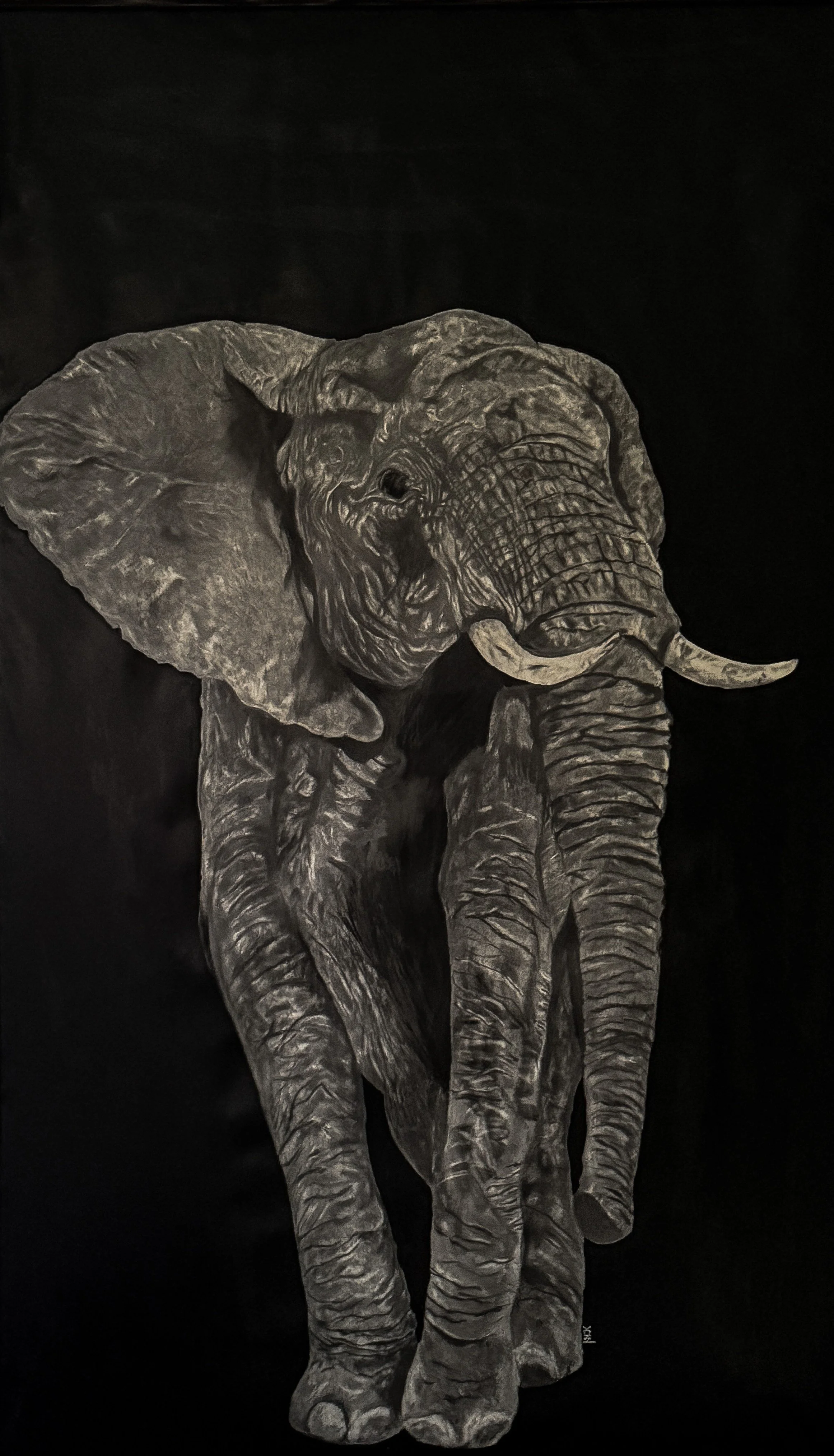Large African elephant emerging from a dark background, with detailed wrinkles, prominent tusks, and dramatic lighting.