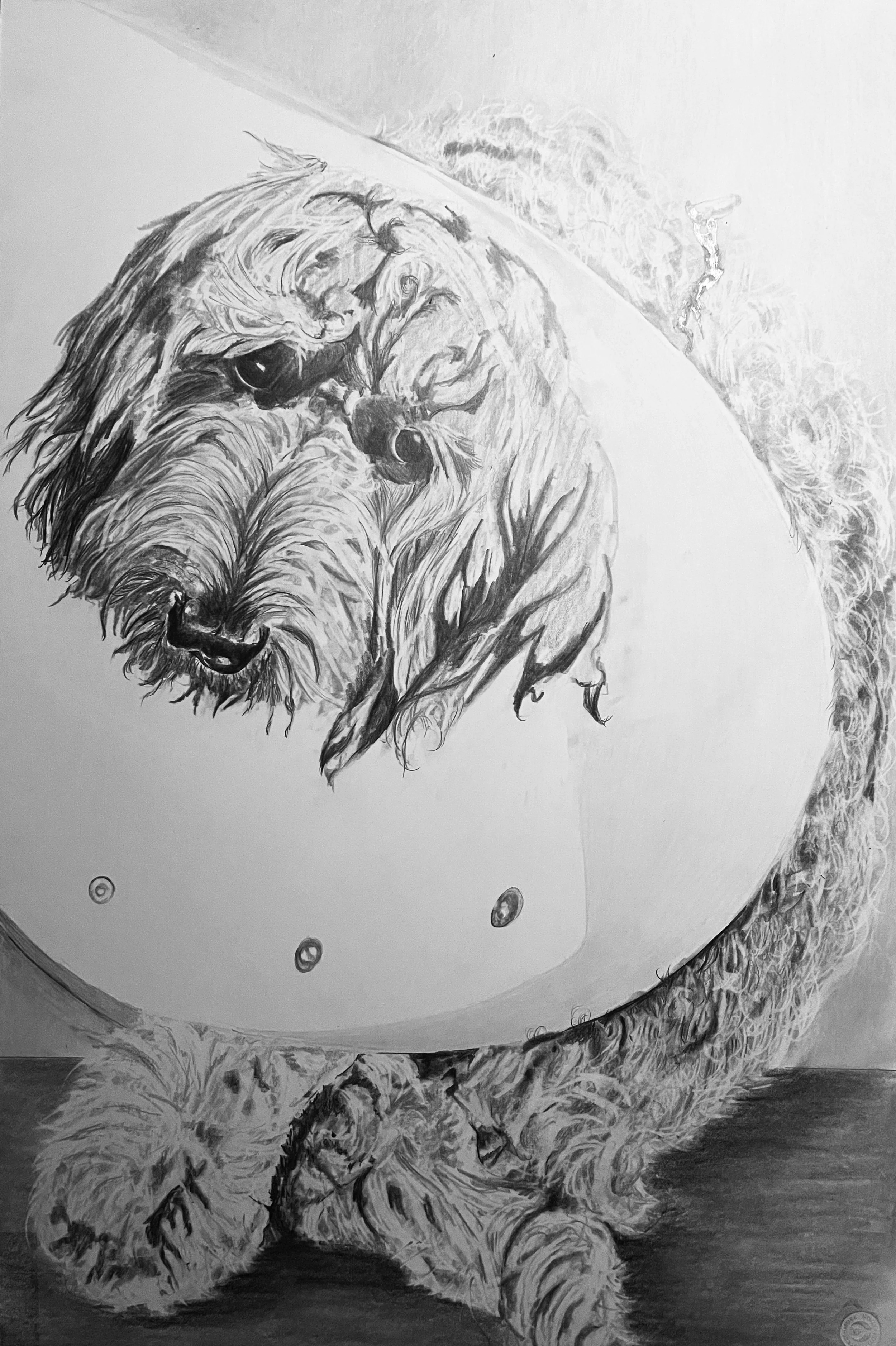 Small scruffy dog wearing an oversized protective Elizabethan collar, with an expressive, forlorn appearance.