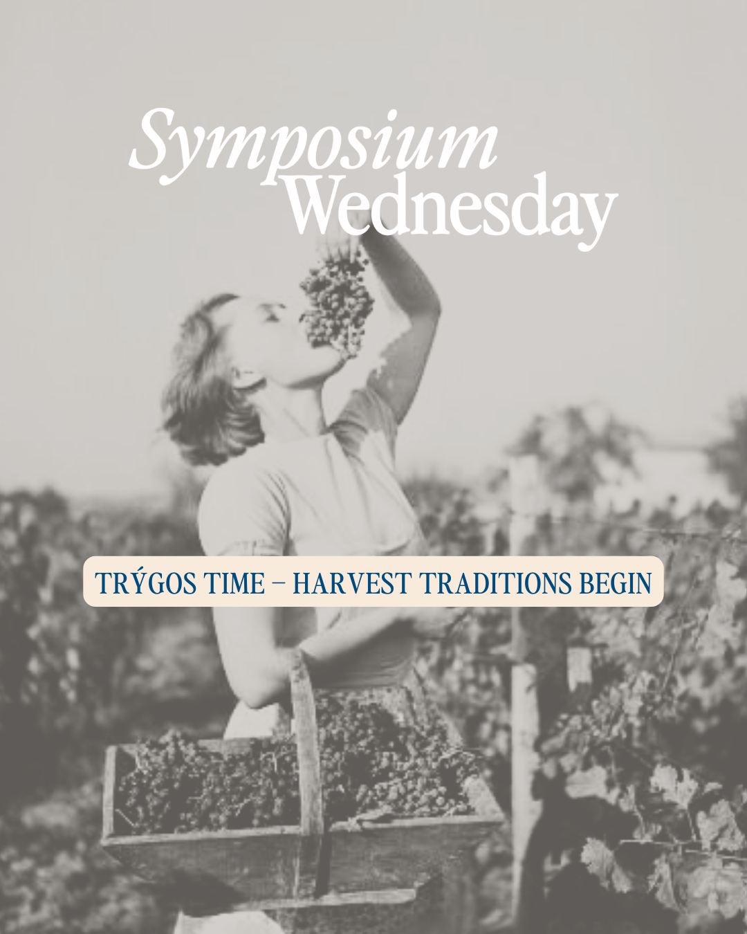 Trýgos Time – Harvest Traditions Begin