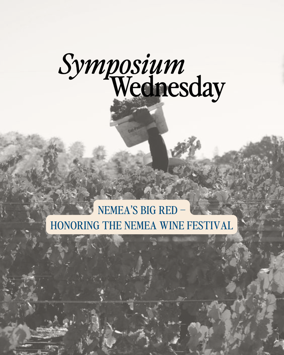 Nemea’s Big Red – Honoring the Nemea Wine Festival