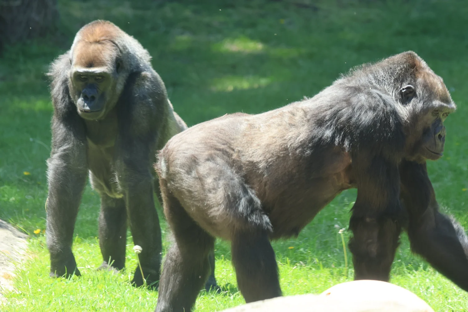 Mammals — Animal Photo Reference Repository