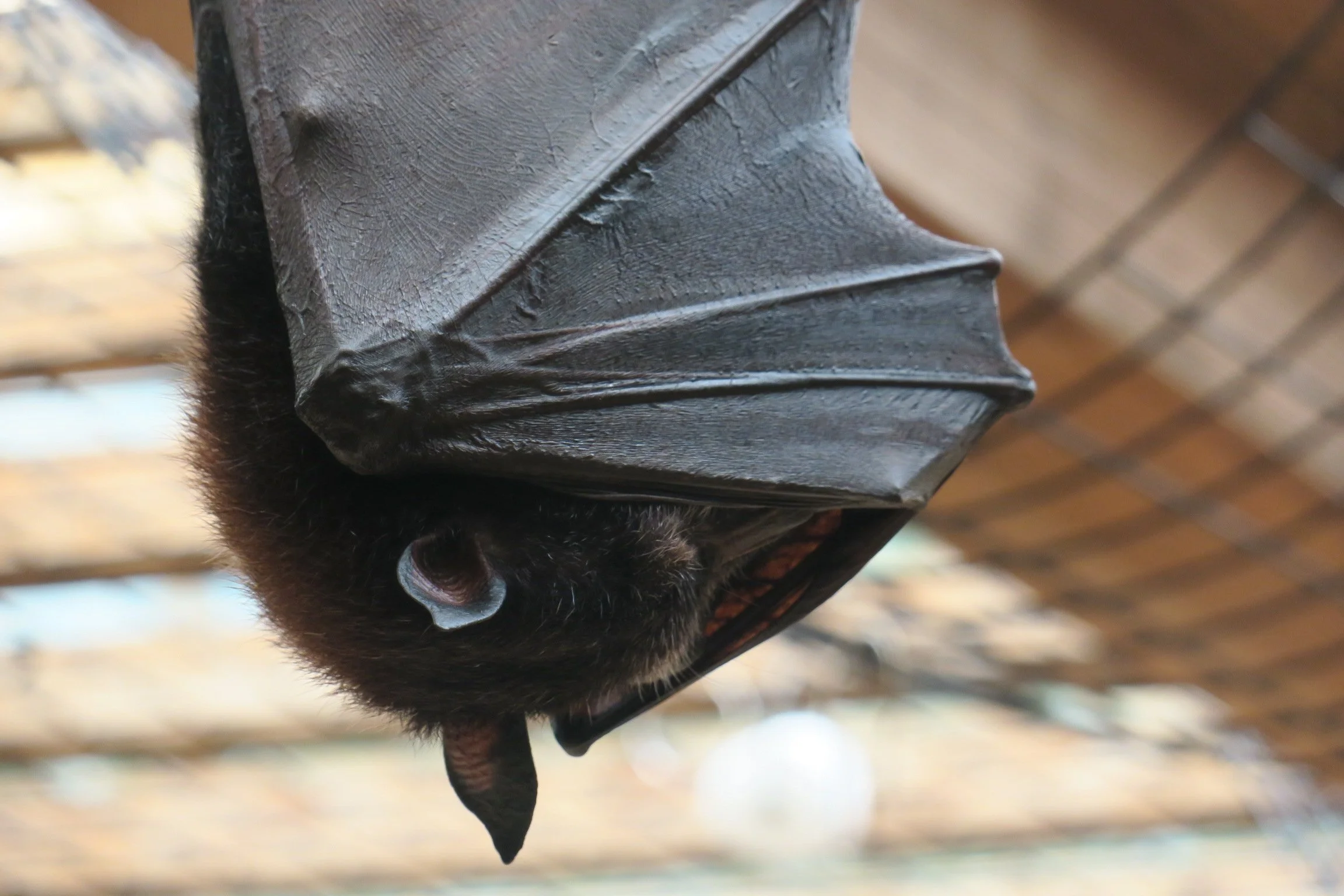 Mammals — Animal Photo Reference Repository