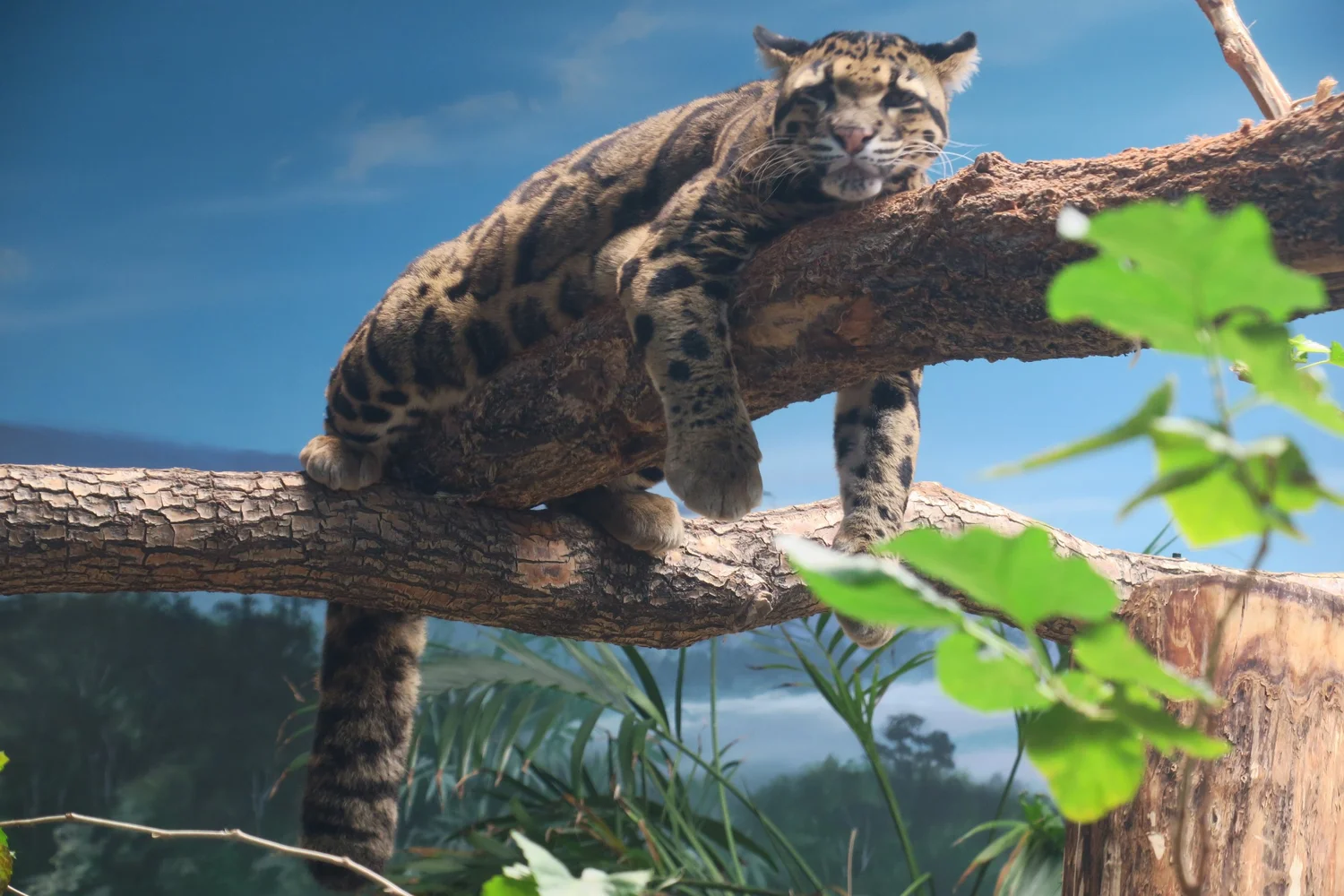 Small Cats — Animal Photo Reference Repository