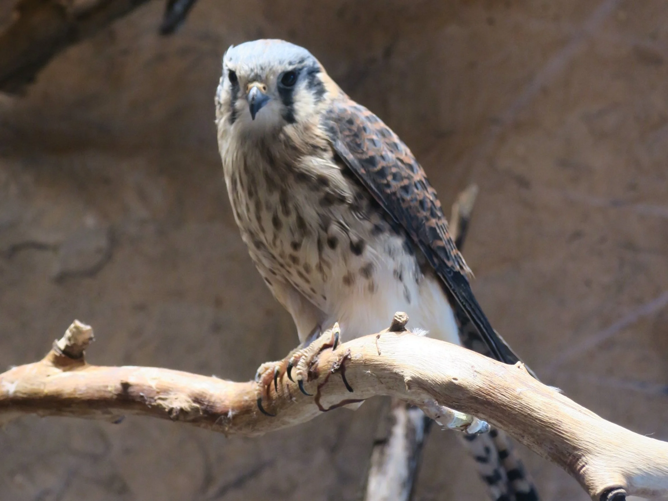 Raptors — Animal Photo Reference Repository
