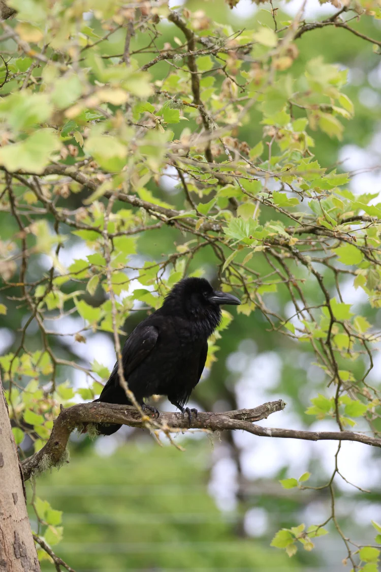 Common Ravens — Animal Photo Reference Repository
