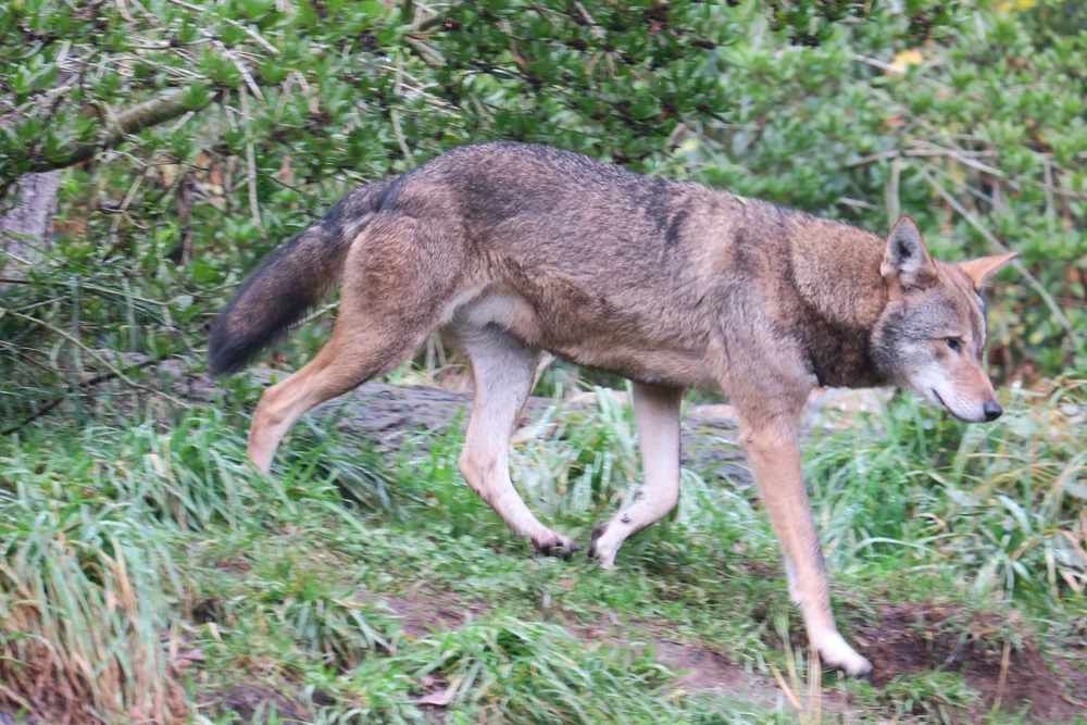 Wolves — Animal Photo Reference Repository