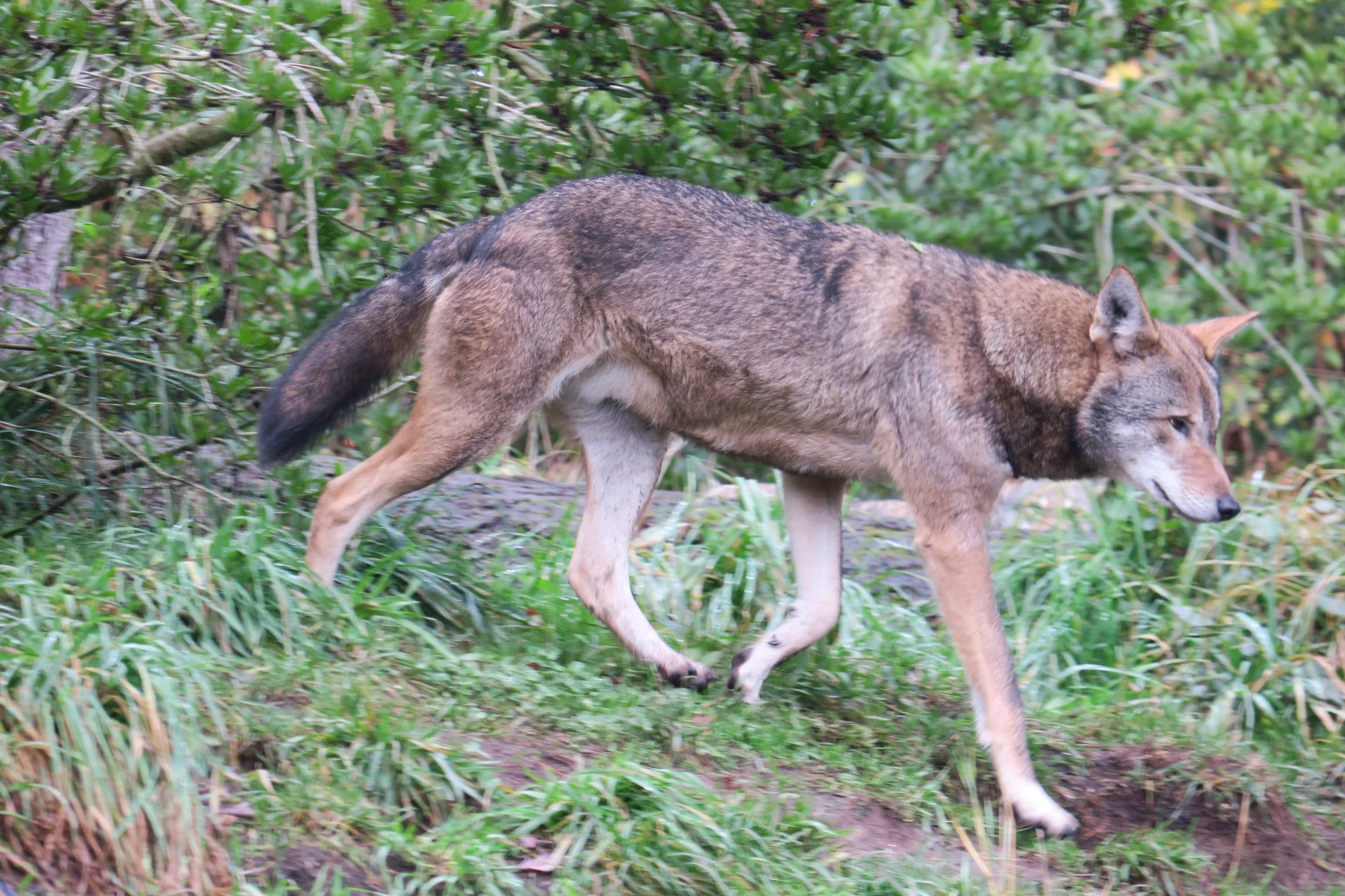 Wolves — Animal Photo Reference Repository