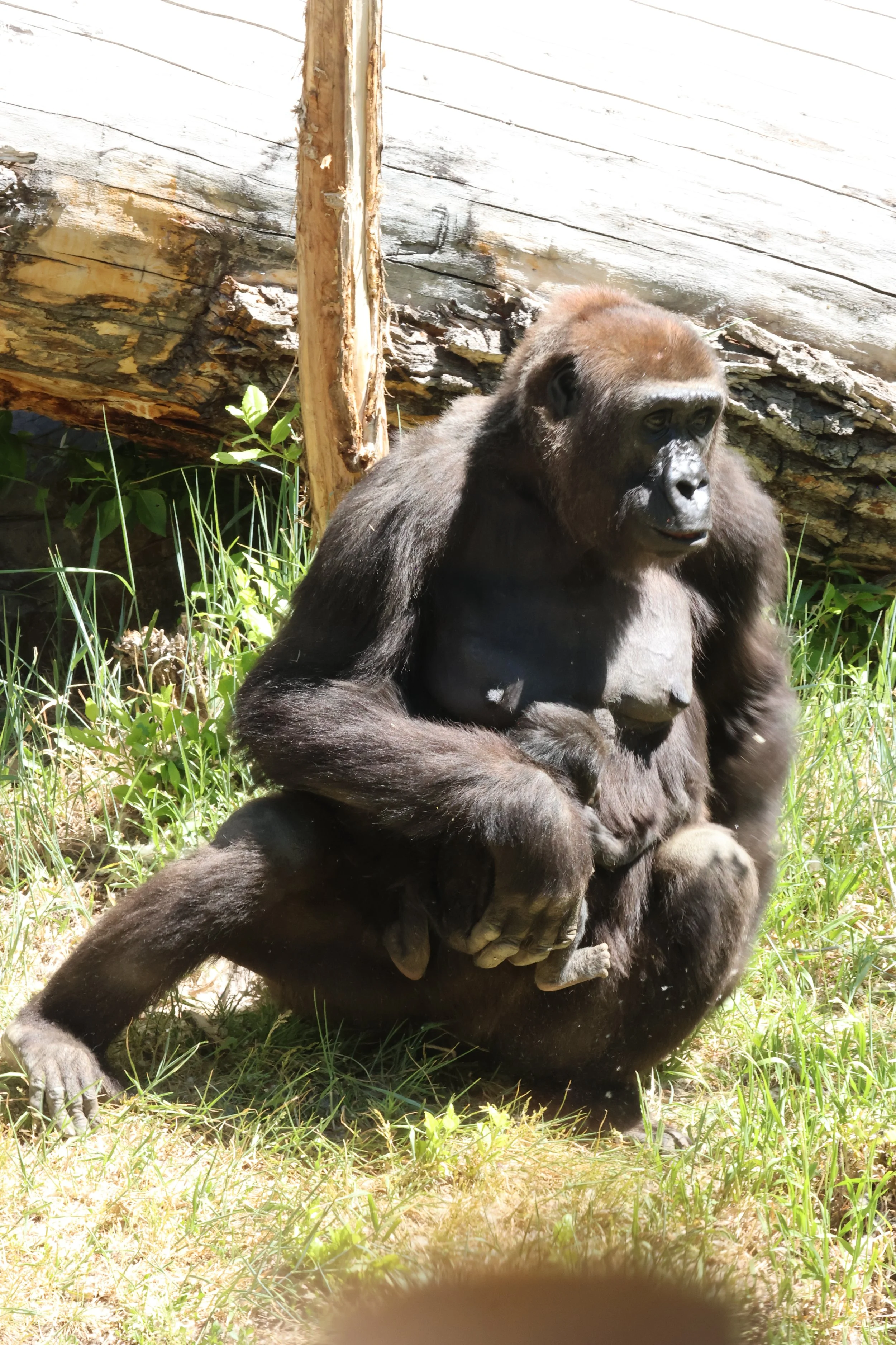 Baby Animals — Animal Photo Reference Repository