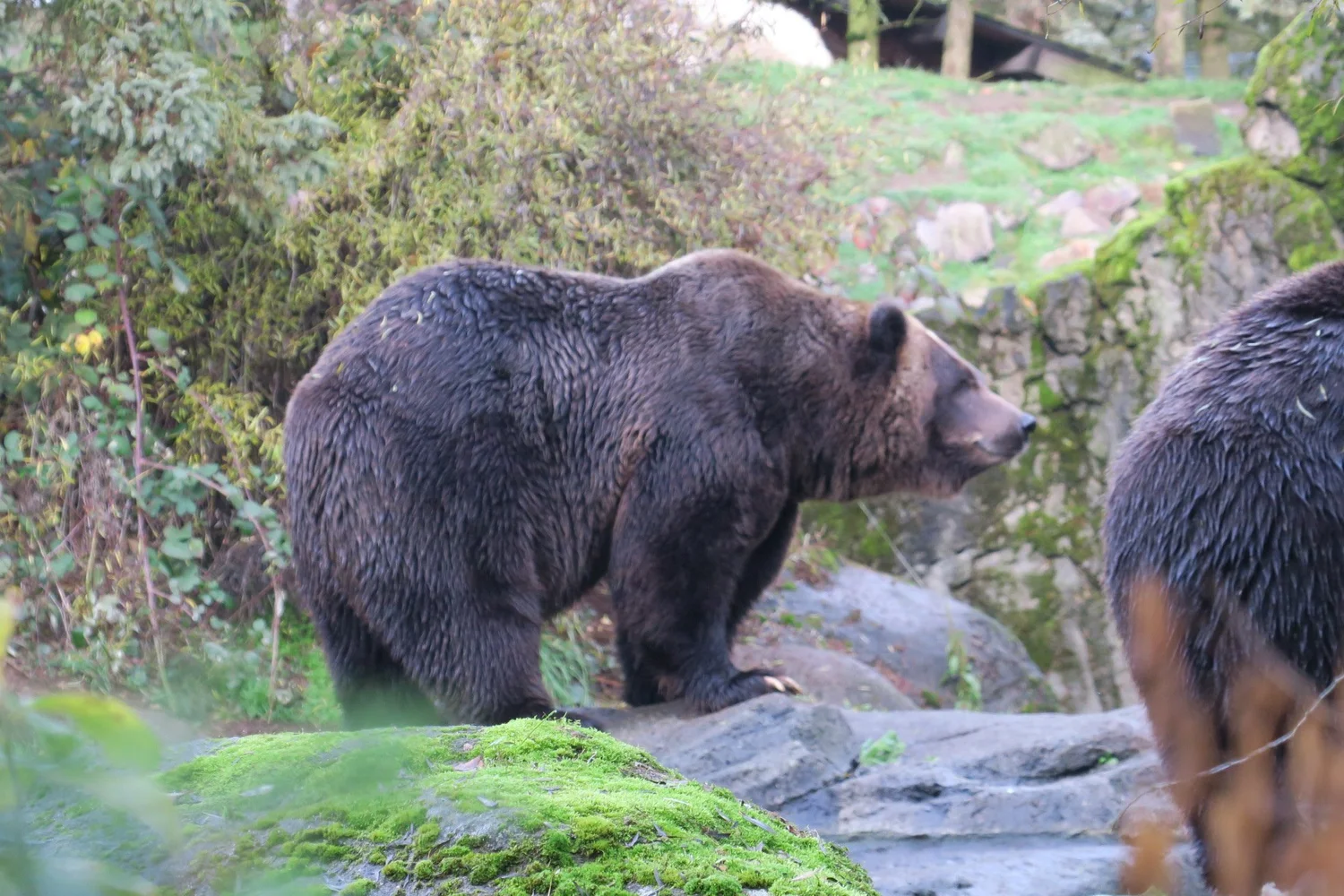 Mammals — Animal Photo Reference Repository