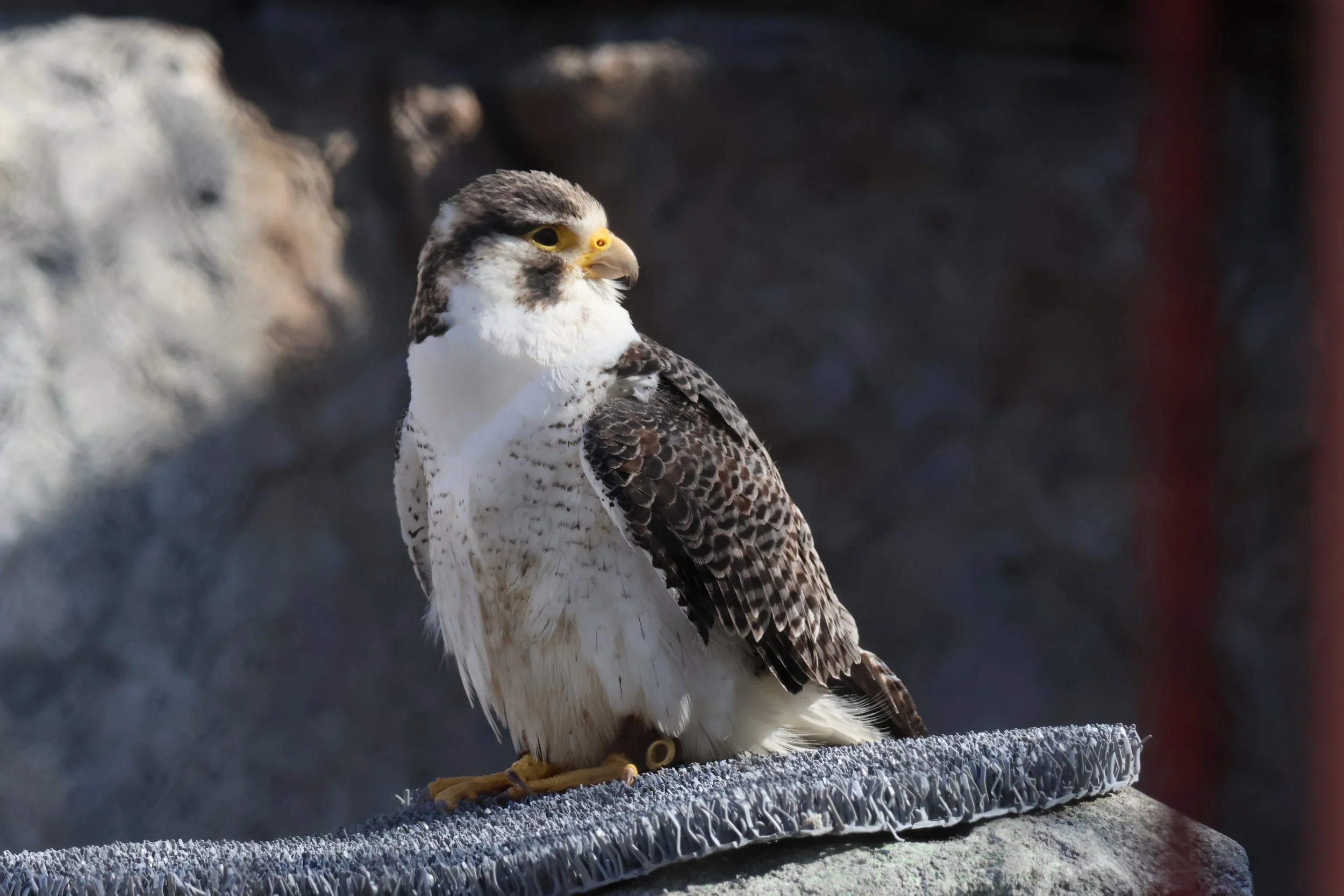 Falcons — Animal Photo Reference Repository