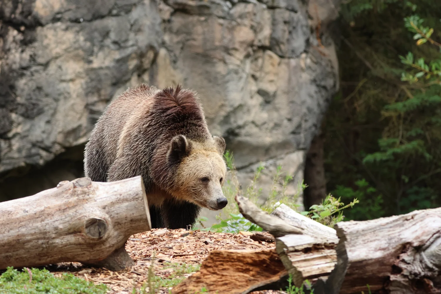 Bears — Animal Photo Reference Repository