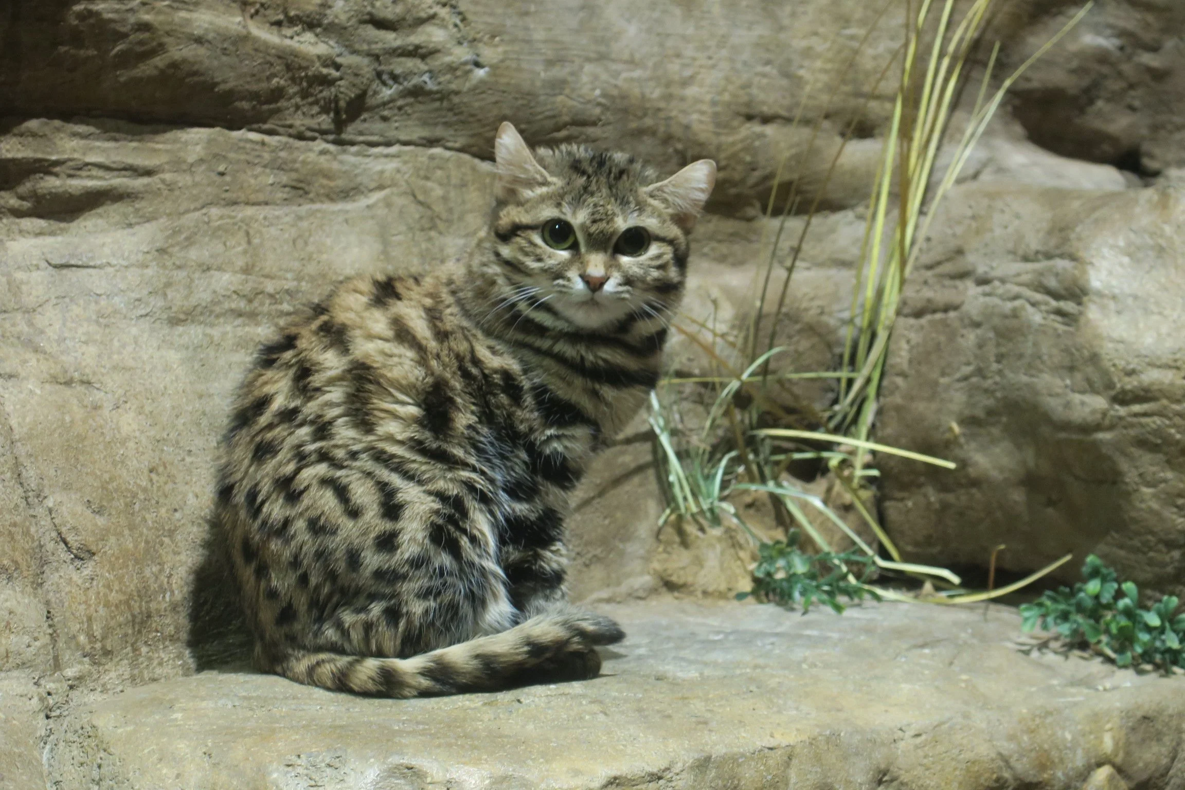 Cats — Exotic Animal Photo Reference Repository