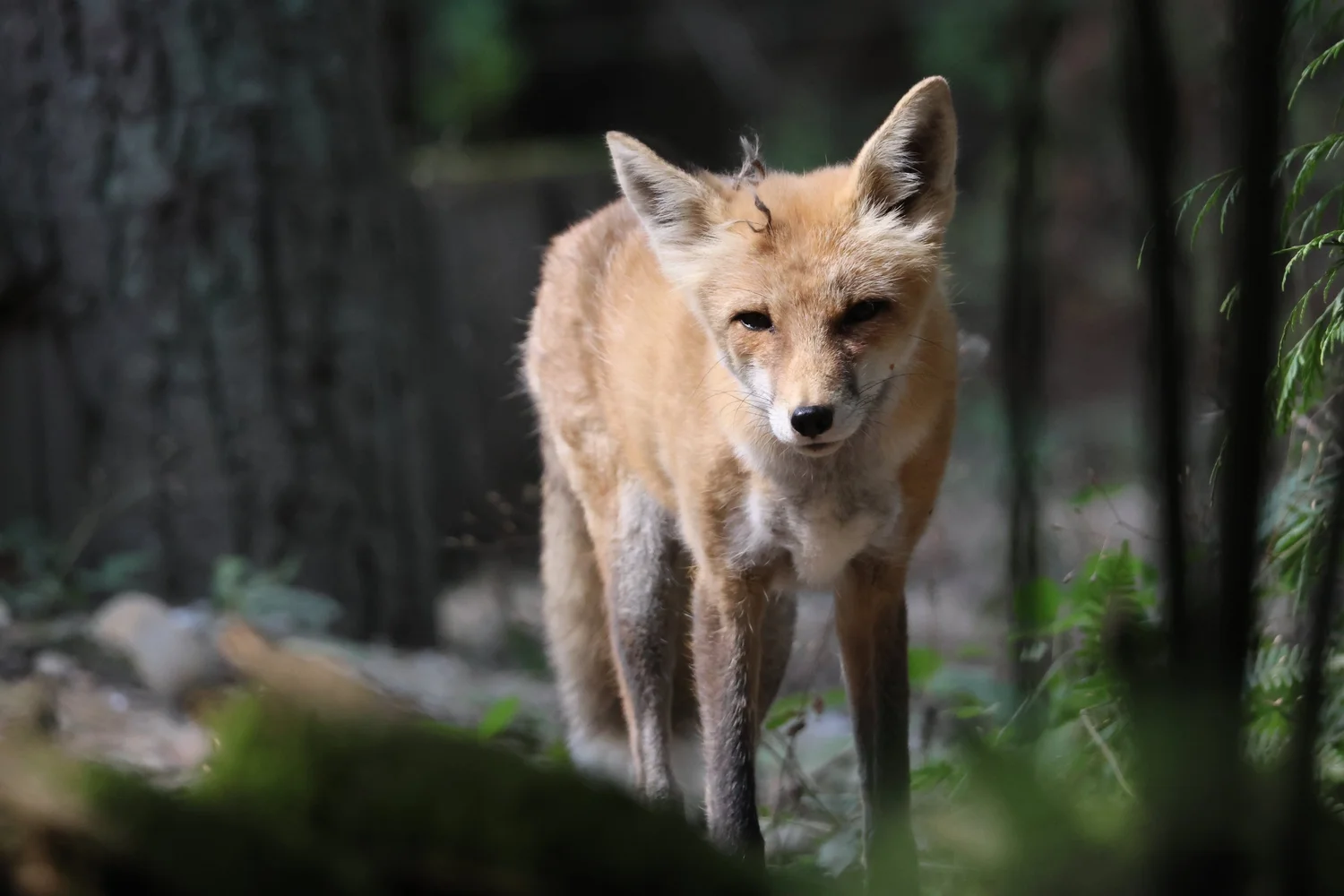 Animal Photo Reference Repository
