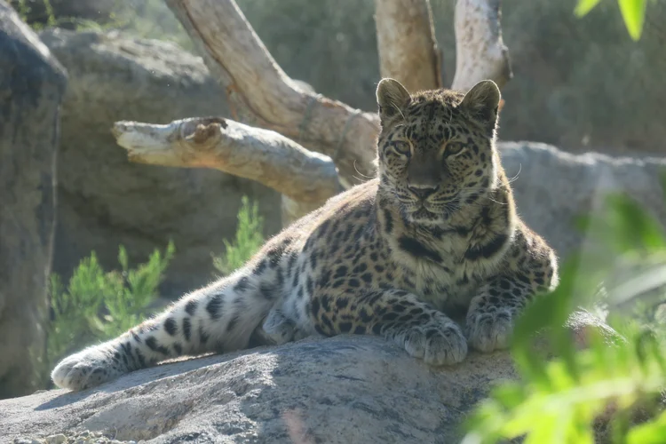 Big Cats — Animal Photo Reference Repository
