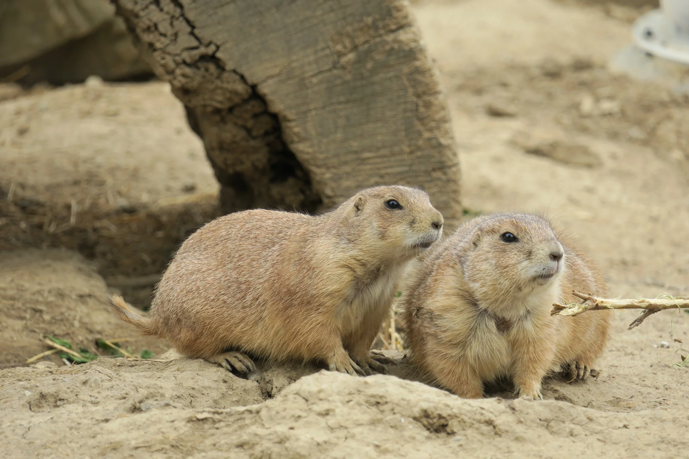 Animal Photo Reference Repository