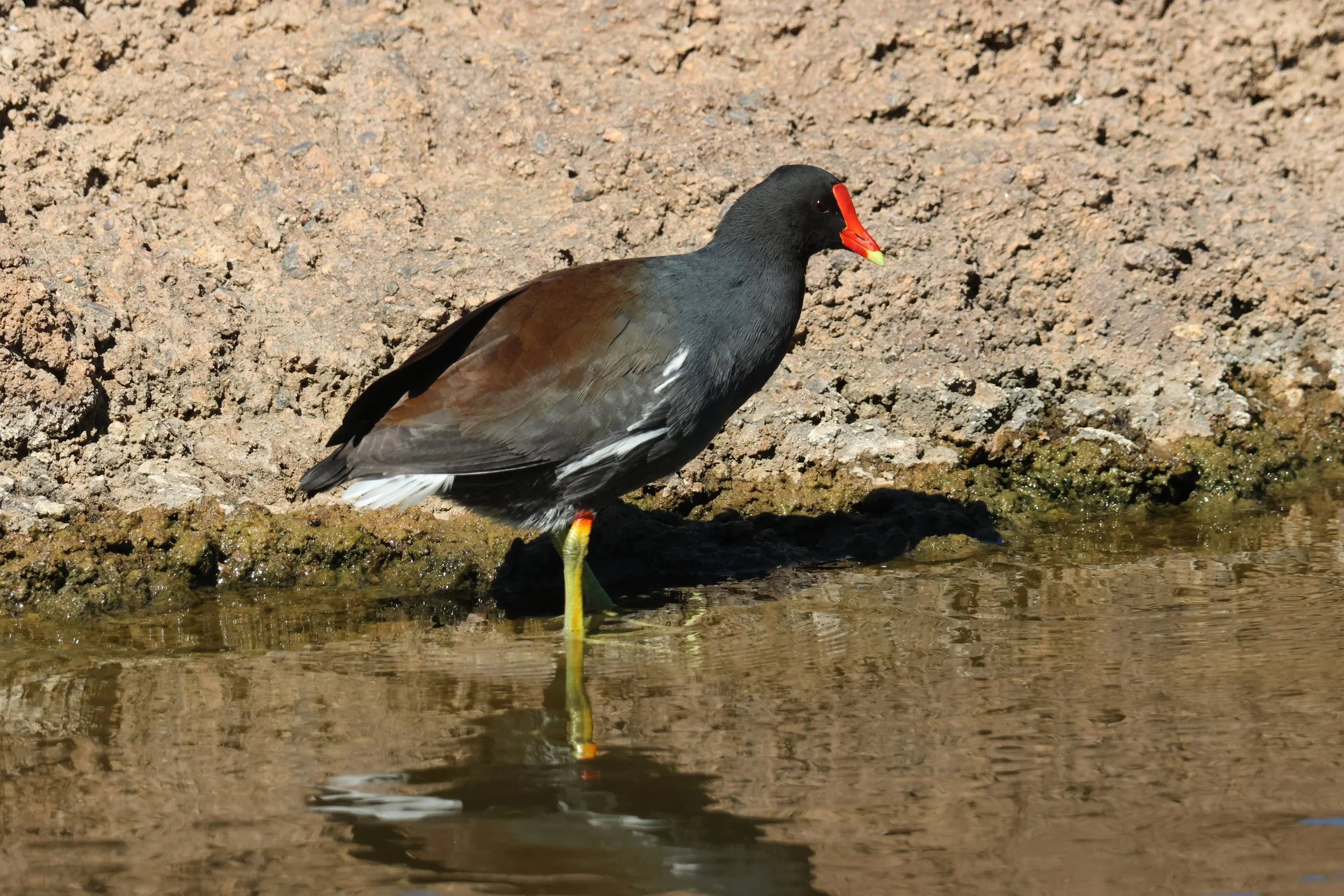 Rails — Animal Photo Reference Repository
