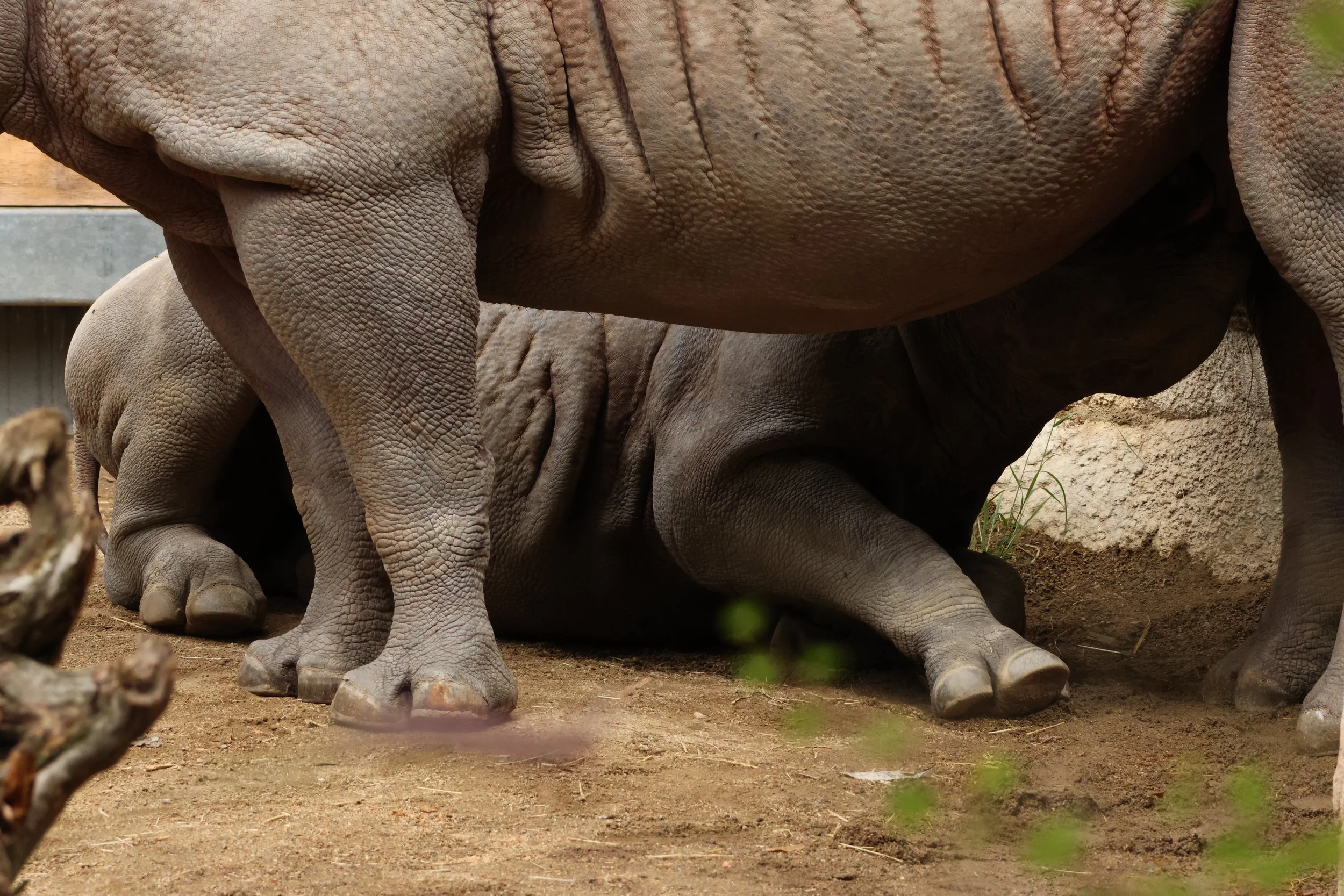 Baby Animals — Animal Photo Reference Repository