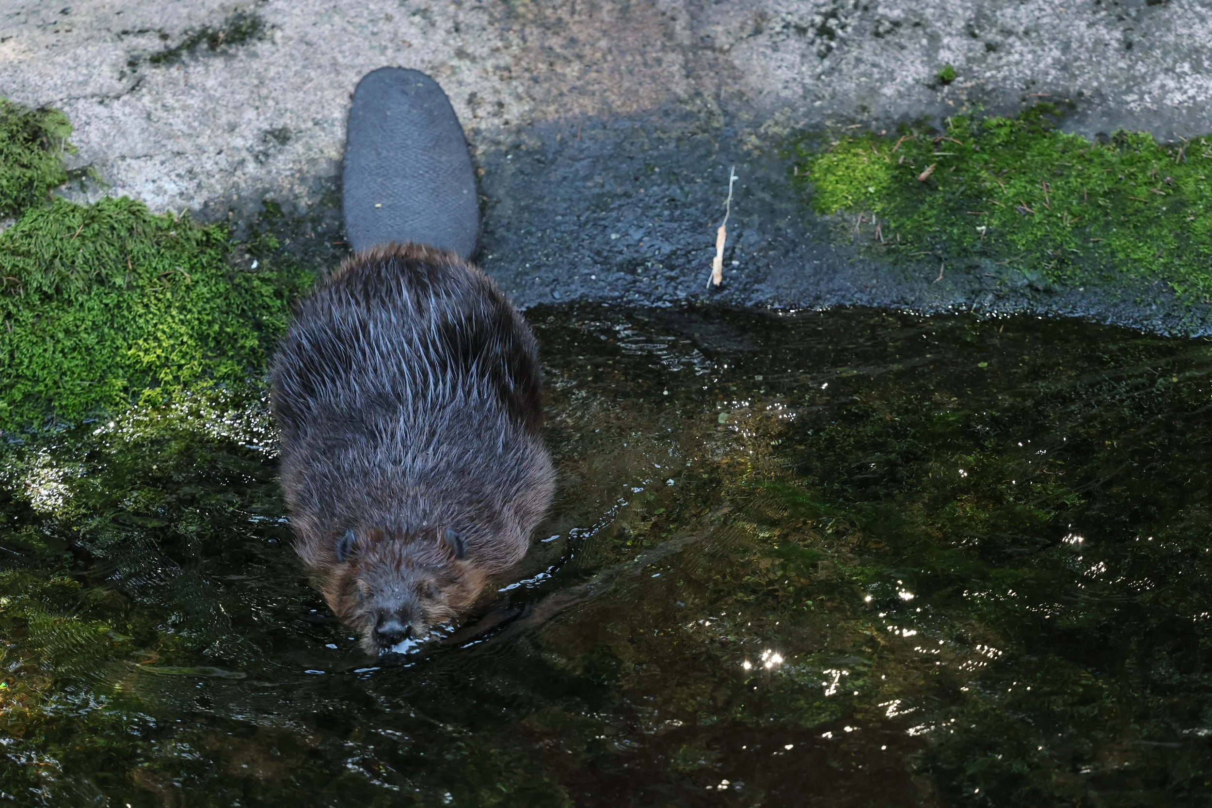 Rodents — Animal Photo Reference Repository