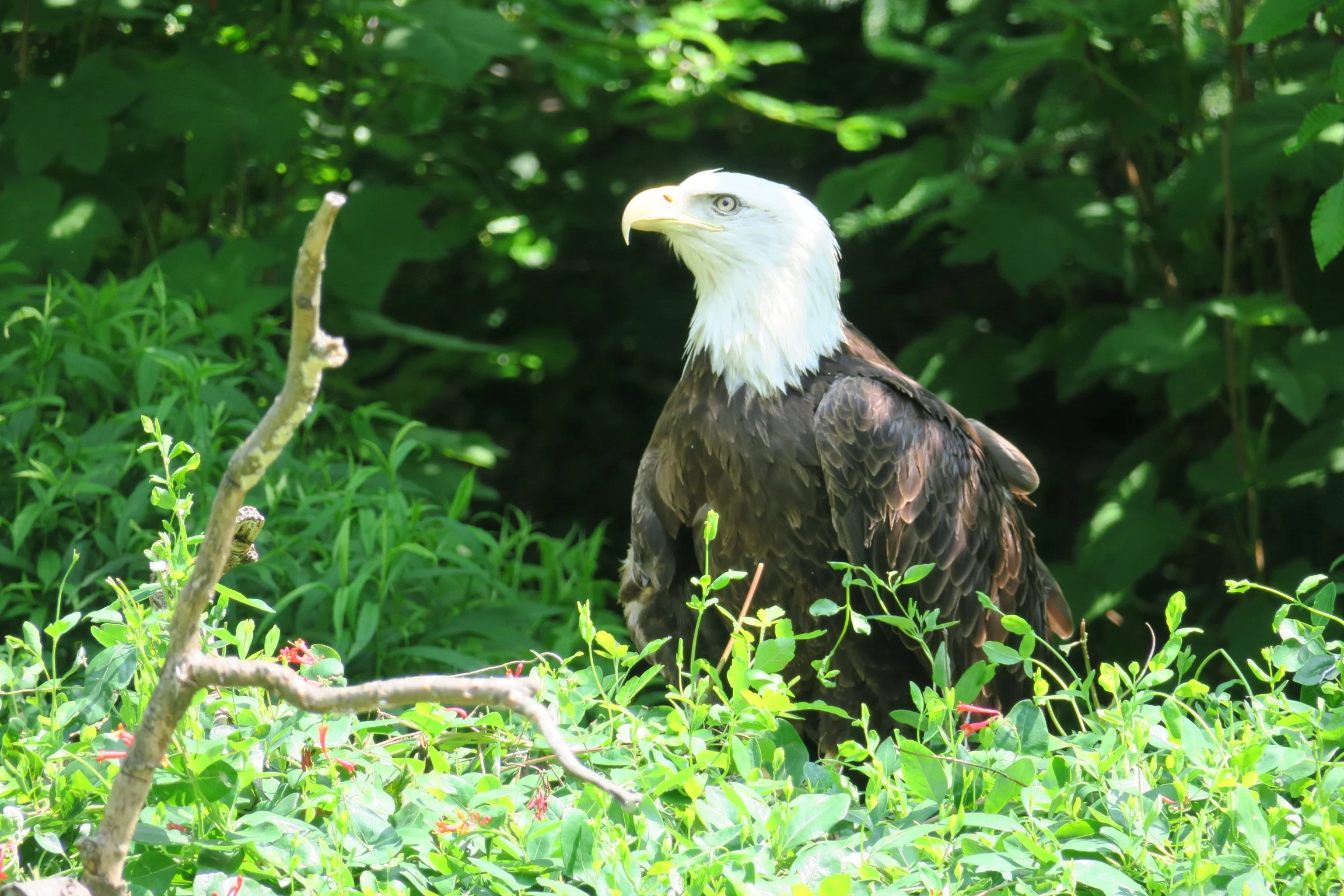 Raptors — Animal Photo Reference Repository
