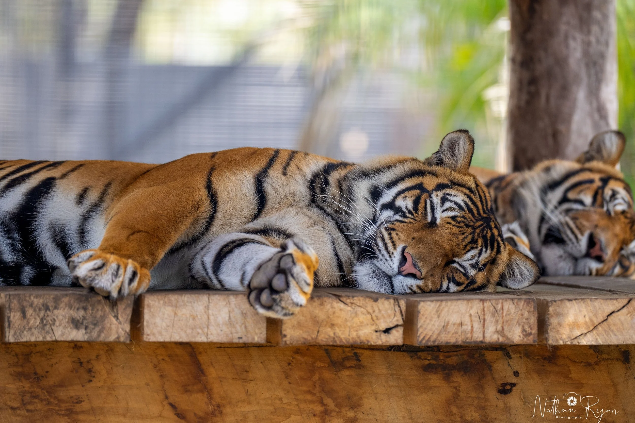 Tigers Big Cats at ZAMBI Wildlife Retreat Sydney — Zambi Wildlife Retreat